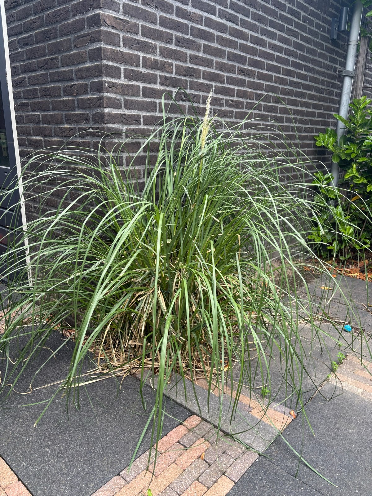 Pampasgras Cortaderia selloana Pumila, Tuin en Terras, Ophalen, Vaste plant, Siergrassen, Halfschaduw