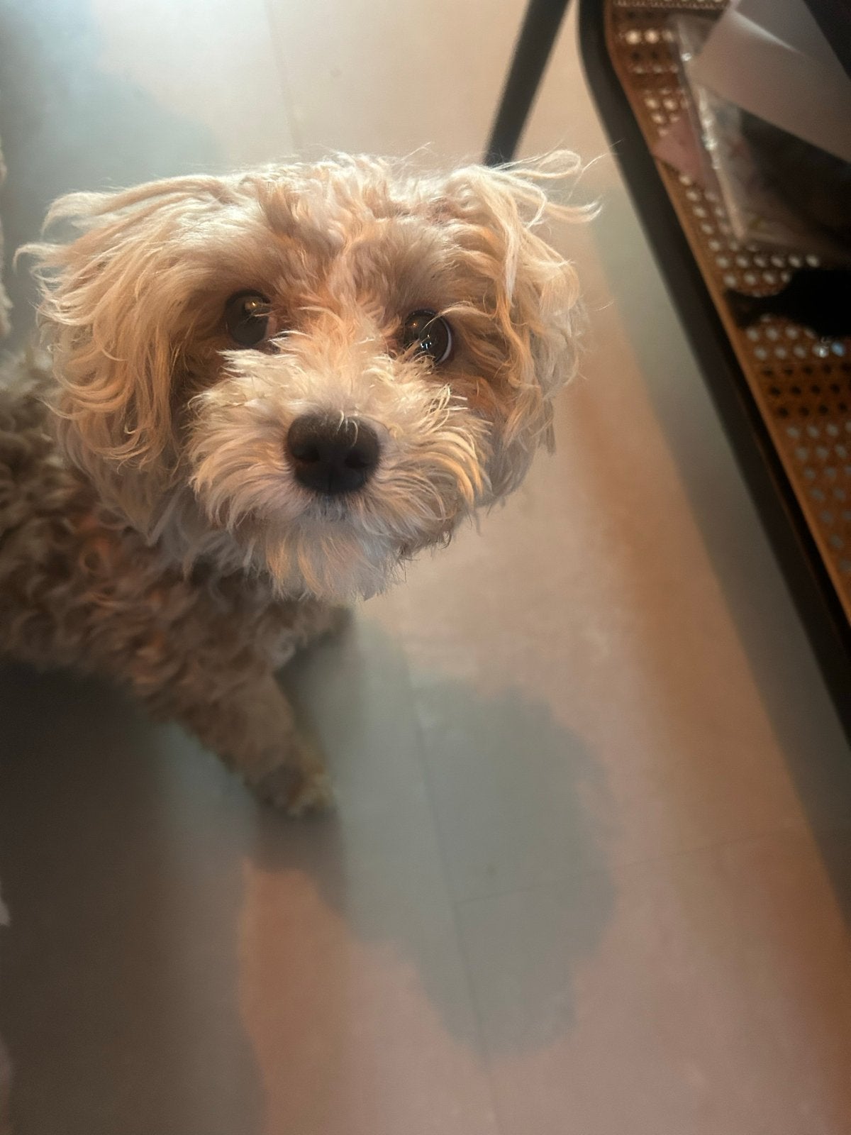 Lieve Maltipoo pup te koop, Dieren en Toebehoren, Honden | Niet-rashonden, 15 weken tot 1 jaar, Teef, Parvo, Eén hond