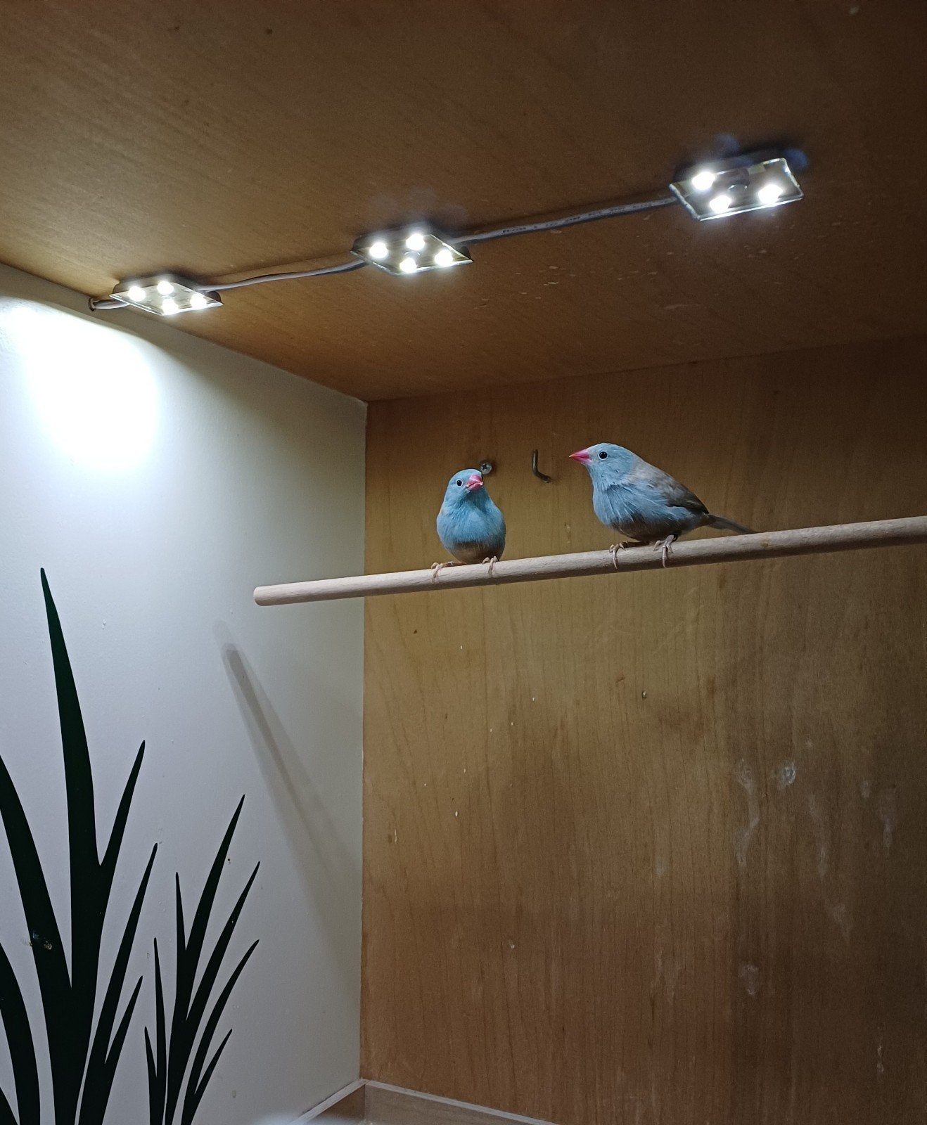 blauwkopblauwfazantjes te koop, Dieren en Toebehoren, Mannelijk, Geringd