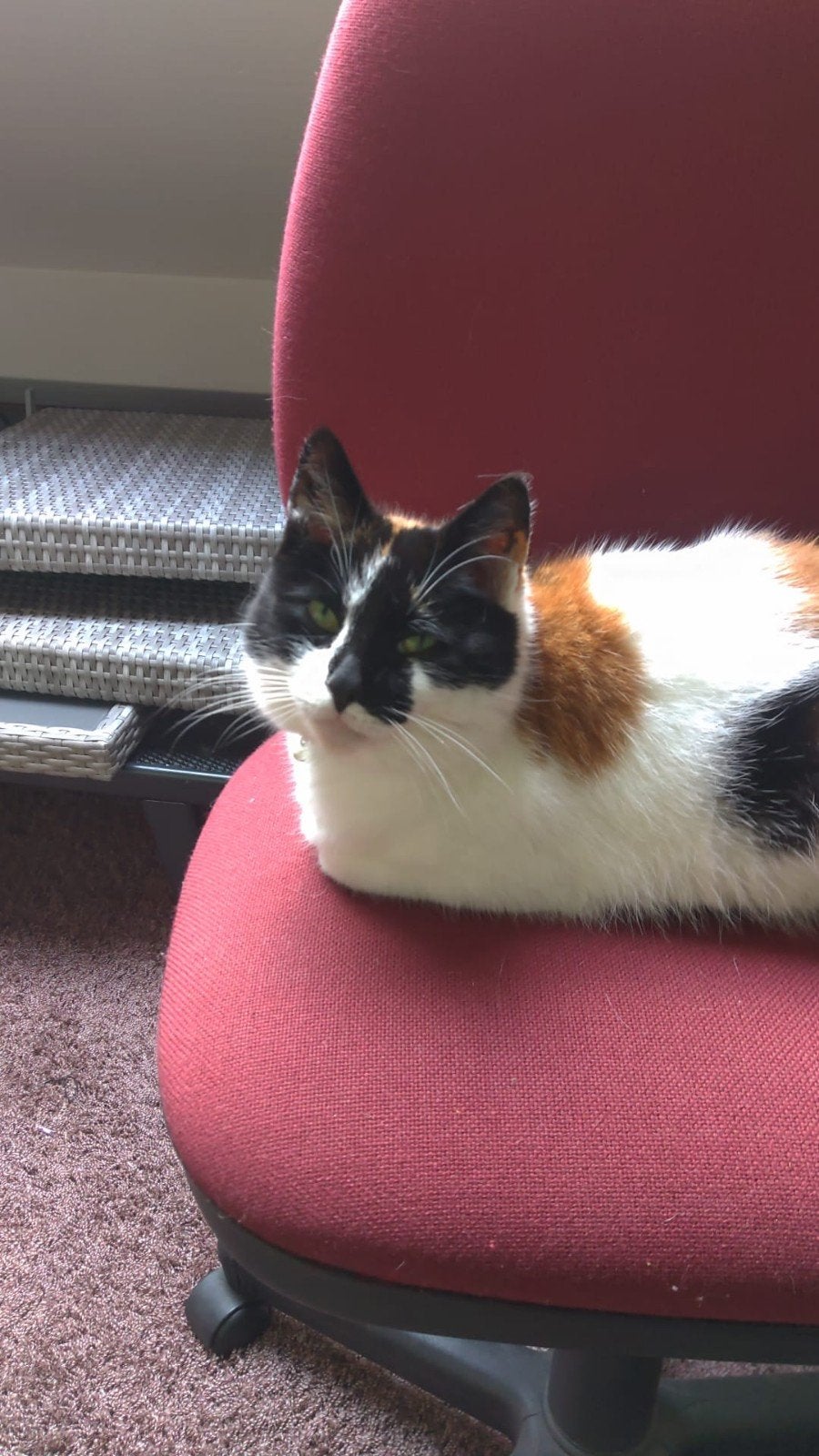 Lieve rustige volwassenen kat, Dieren en Toebehoren, Katten en Kittens | Overige Katten, Poes