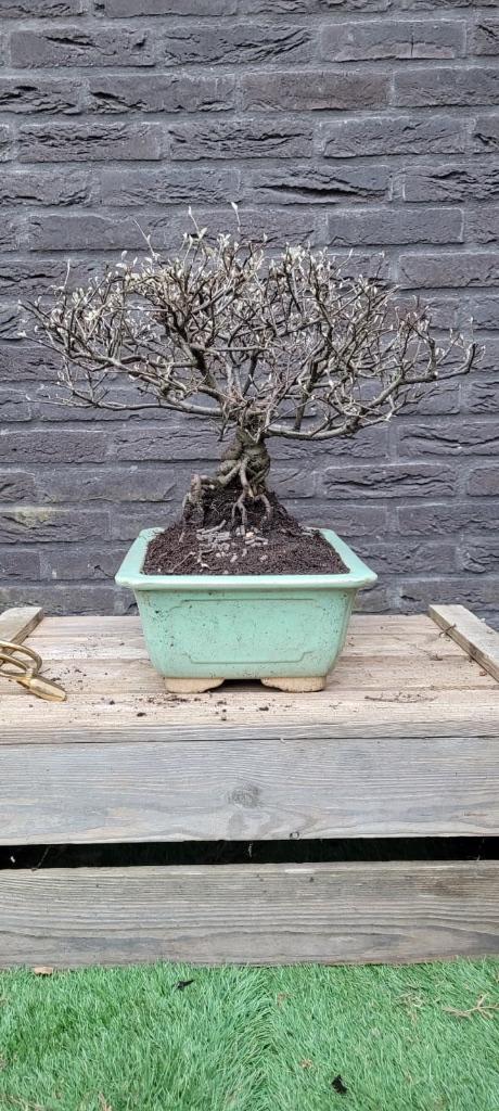 bonsai, Bloeit niet, Halfschaduw, Overige soorten, Minder dan 100 cm