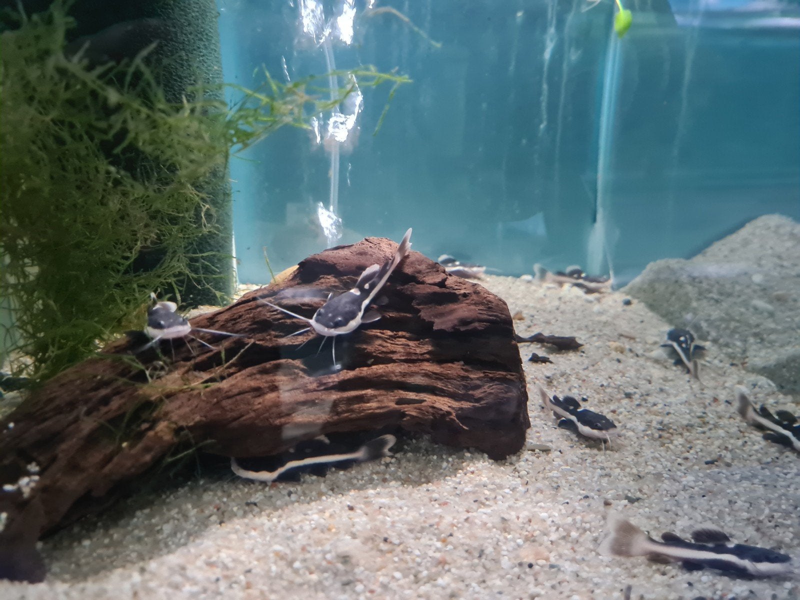 Roodstaartmeerval, rtc, Phractocephalus Hemioliopterus, Dieren en Toebehoren, Vissen | Aquariumvissen, Zoetwatervis, Vis