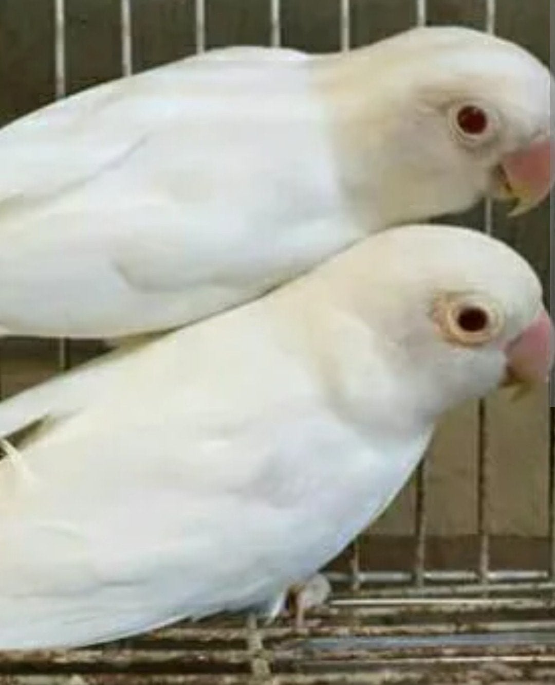 prachtige piep jonge agapornis fischeri albino, Dieren en Toebehoren, Meerdere dieren, Dwergpapegaai of Agapornis, Tam