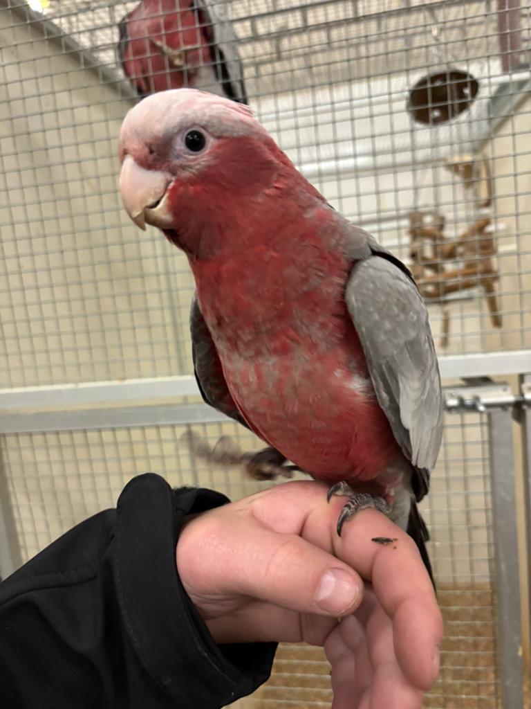 Tamme rose kaketoe, Dieren en Toebehoren, Vogels | Parkieten en Papegaaien, Vrouwelijk, Papegaai, Geringd