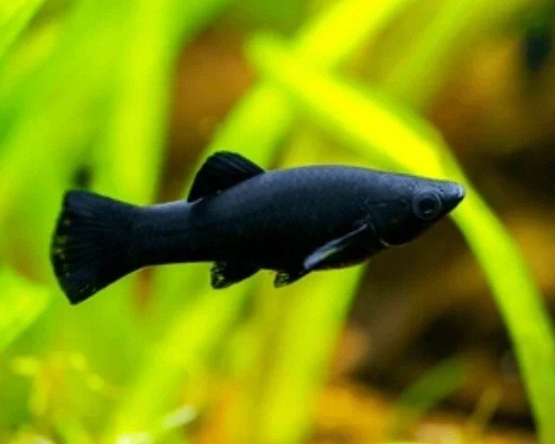 Black molly s, Dieren en Toebehoren, Vissen | Aquariumvissen, Vis