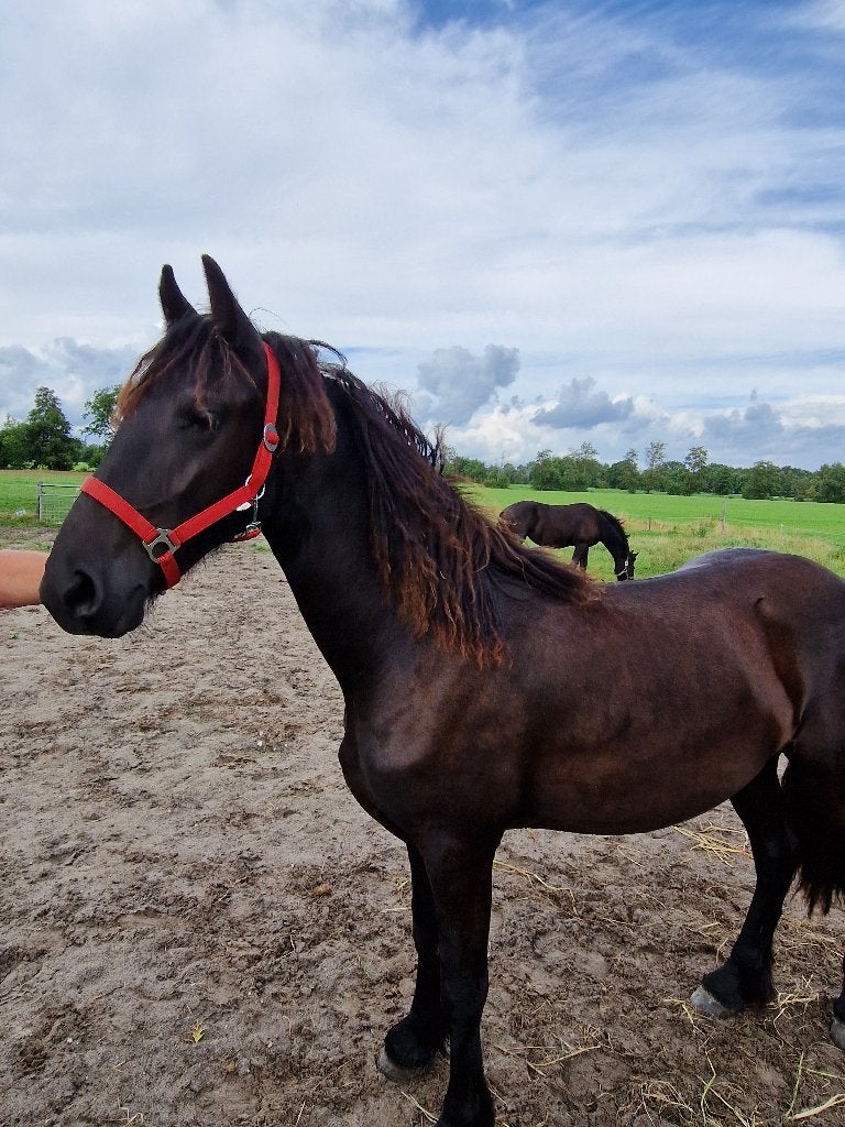 TE KOOP LIEVE 1,5 JARIGE FRIESE MERRIE, Merrie, Met stamboom, Niet van toepassing, Dressuurpaard
