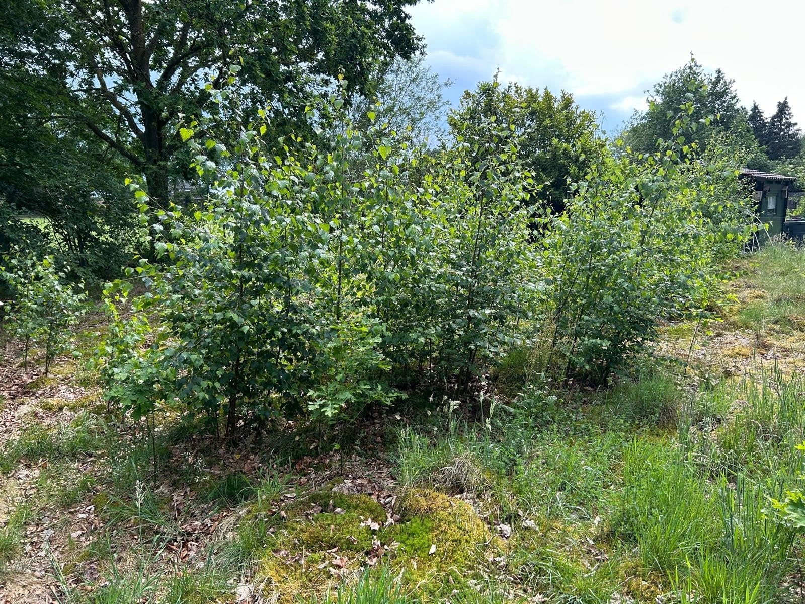 Berkenbomen te koop, Tuin en Terras, Planten | Struiken en Hagen, Ophalen, Overige soorten, 100 tot 250 cm