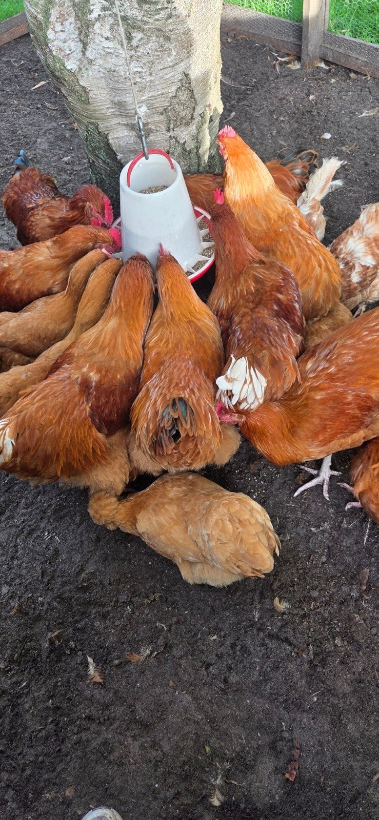 Hanen( mix  Orpington groot + Lohman kip), Dieren en Toebehoren, Mannelijk, Kip