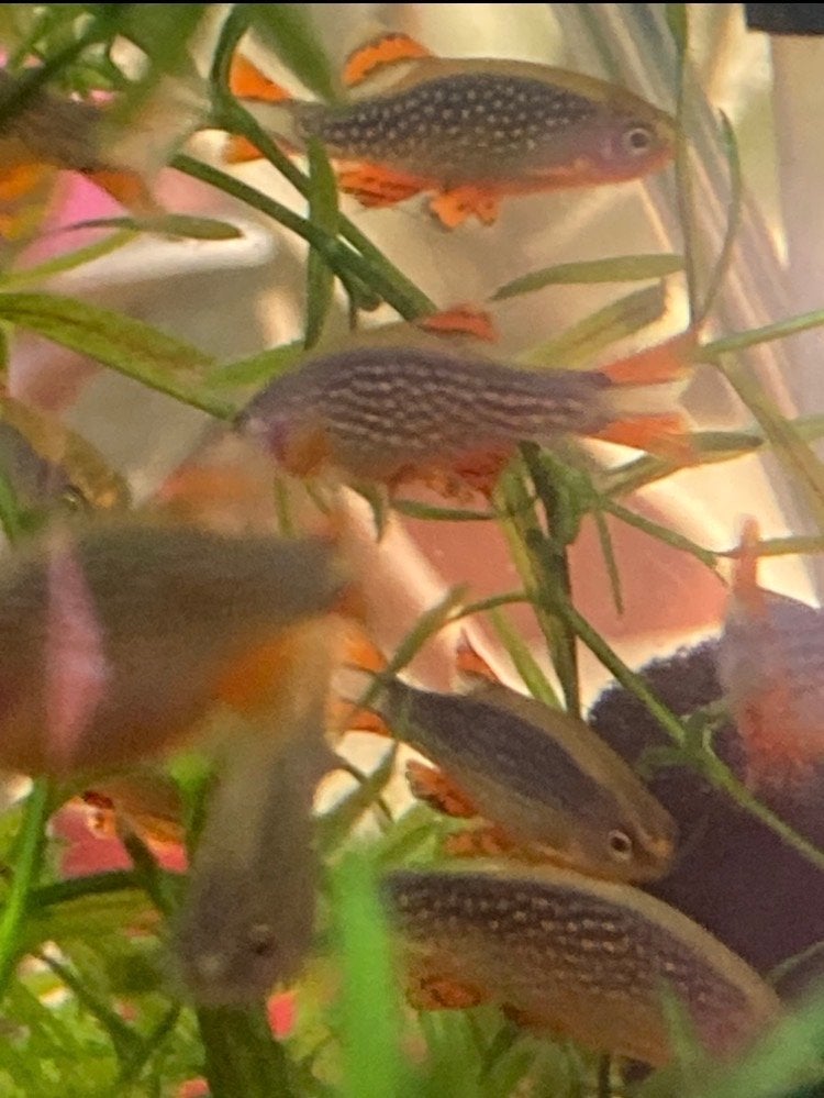 Danio margaritatus / Rasbora galaxy, Dieren en Toebehoren, Vis, Zoetwatervis