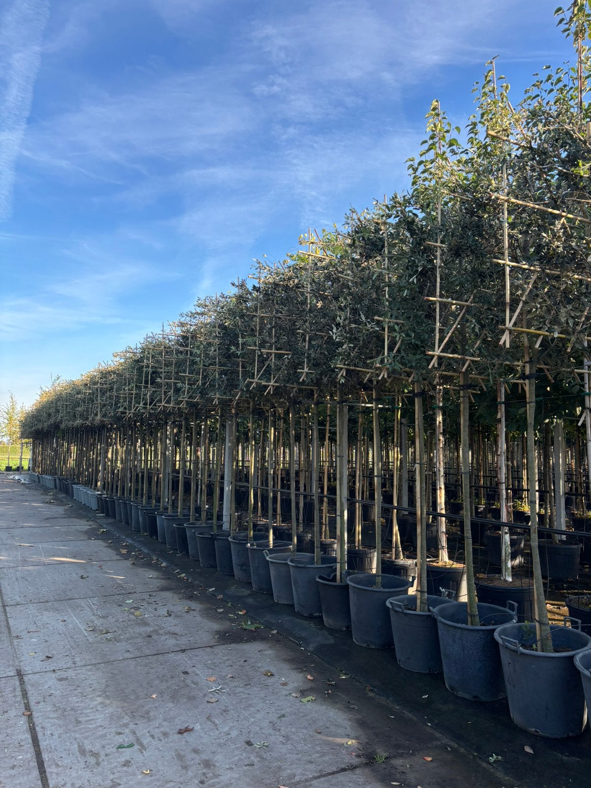 Quercus ilex – Lei steeneik, In pot, Bloeit niet, Leiboom, Halfschaduw