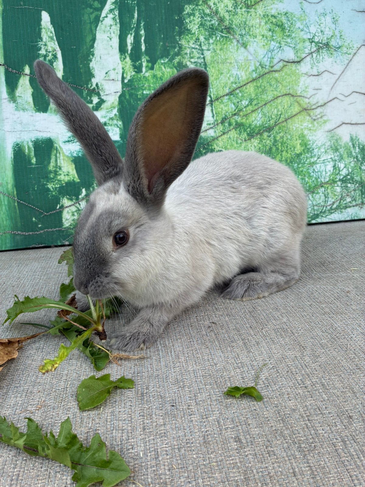 Duitse reus blue sable voedster 3 maanden, Dieren en Toebehoren, Vrouwelijk, Groot, 0 tot 2 jaar