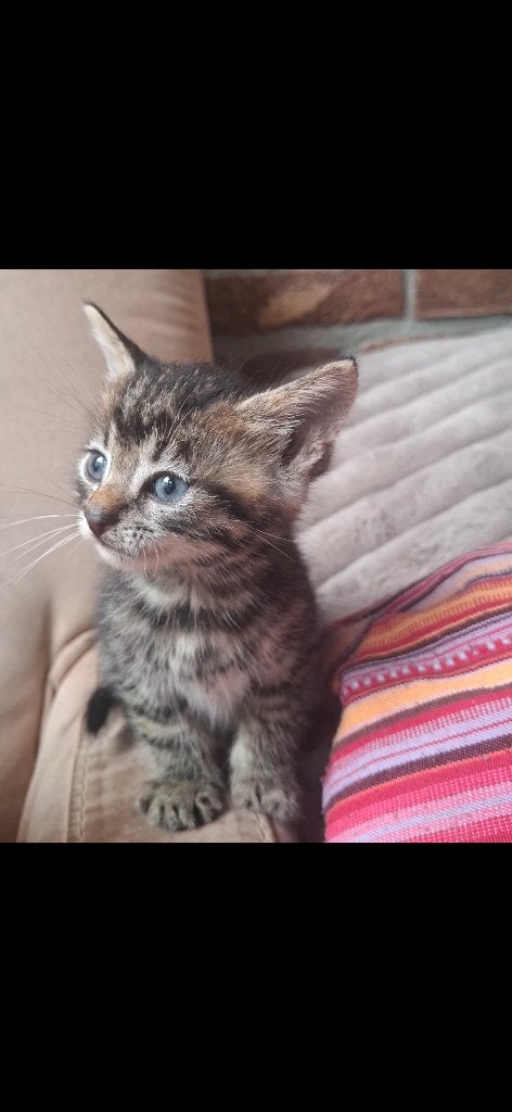 Kitten, Poes, 0 tot 2 jaar