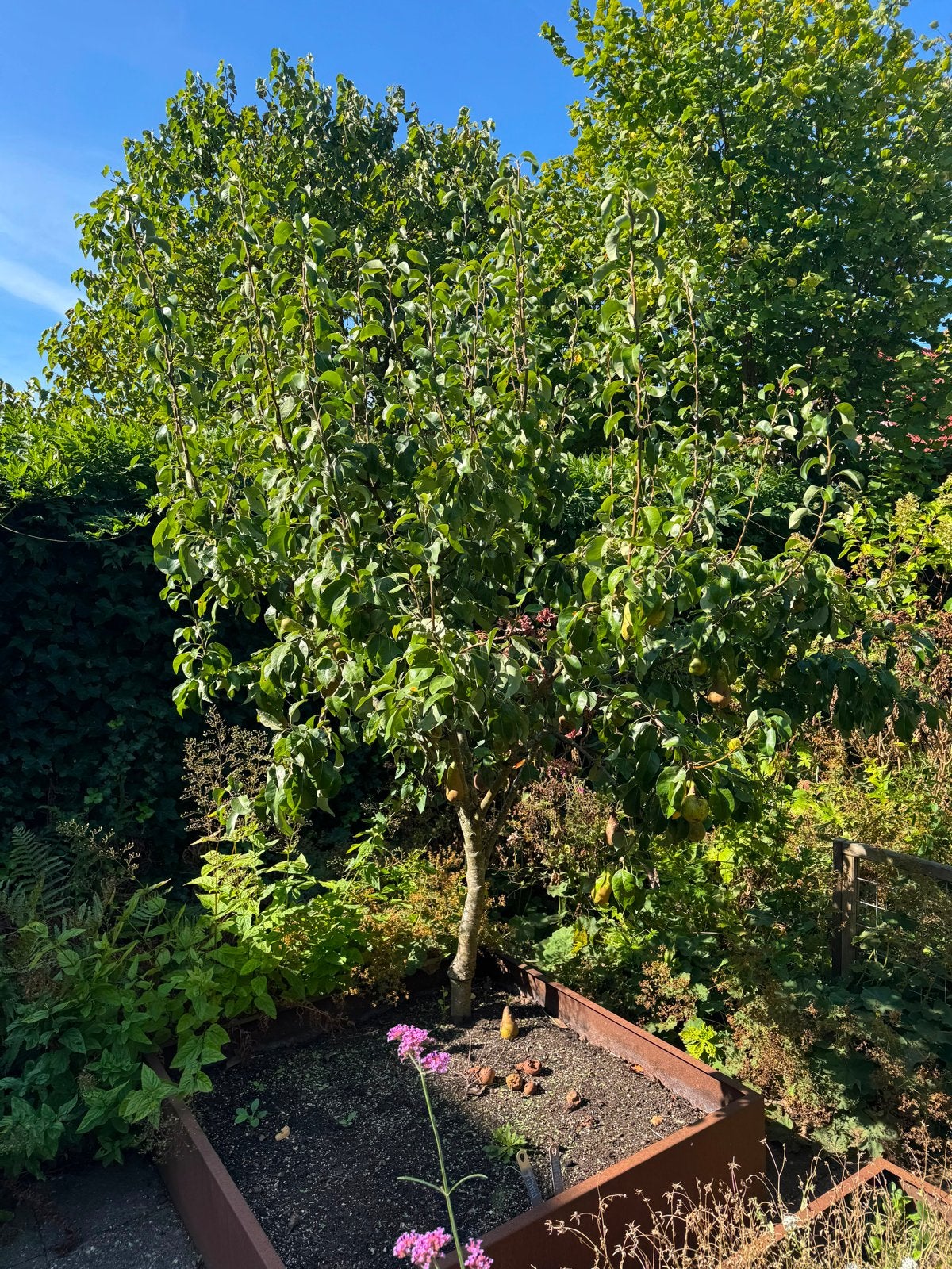 Prachtige fruitboom (peer) voor uw tuin, Overige soorten, 100 tot 250 cm, Zomer, Ophalen