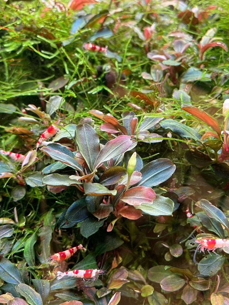 Prachtige Bucephalandra Aquariumplant / €4,50 per stekje, Dieren en Toebehoren, Vissen | Aquaria en Toebehoren, Ophalen of Verzenden