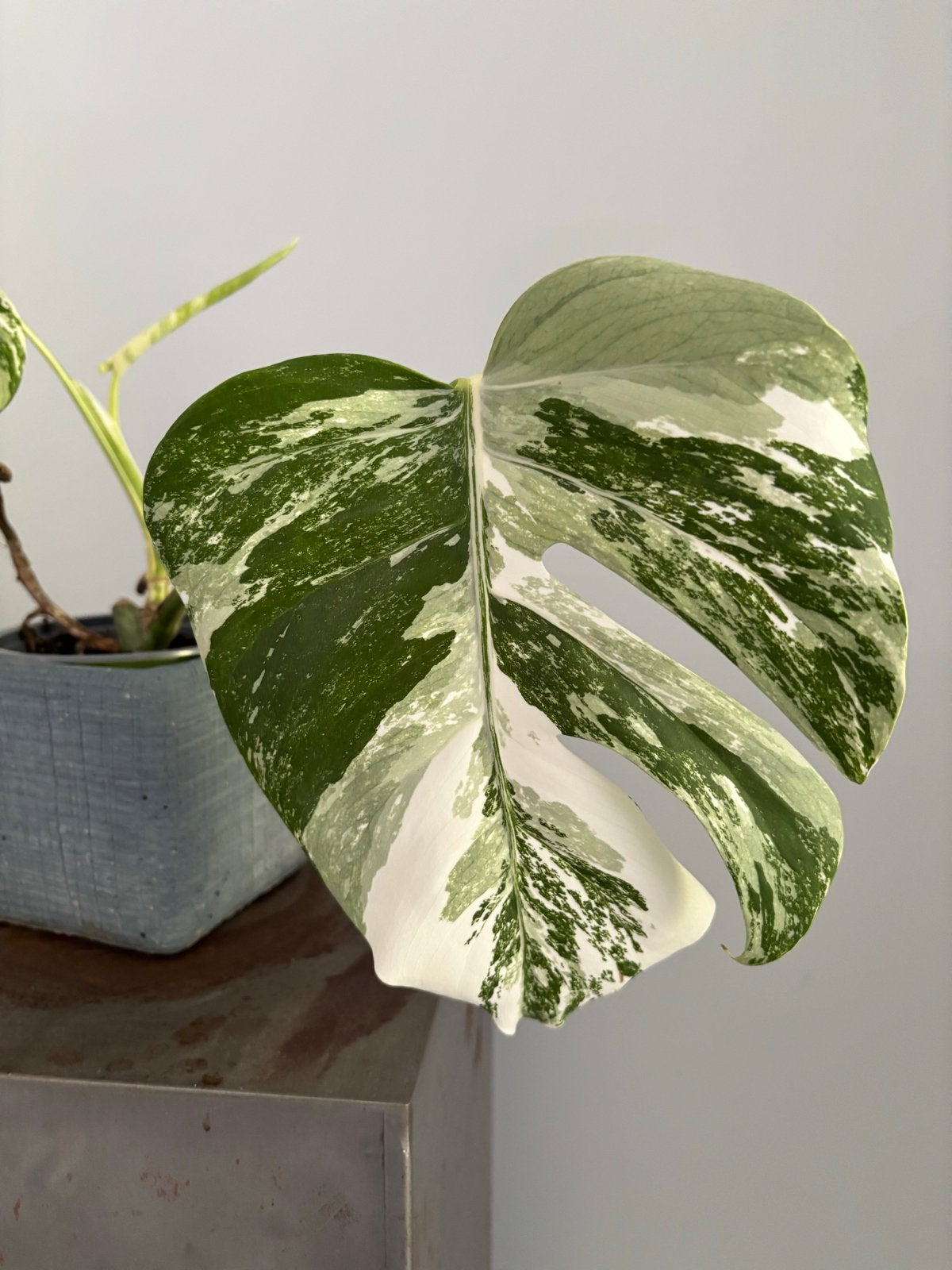 Monstera Variegata met veel wit en nieuw blad, Huis en Inrichting, Kamerplanten, Ophalen, Overige soorten, Halfschaduw, In pot