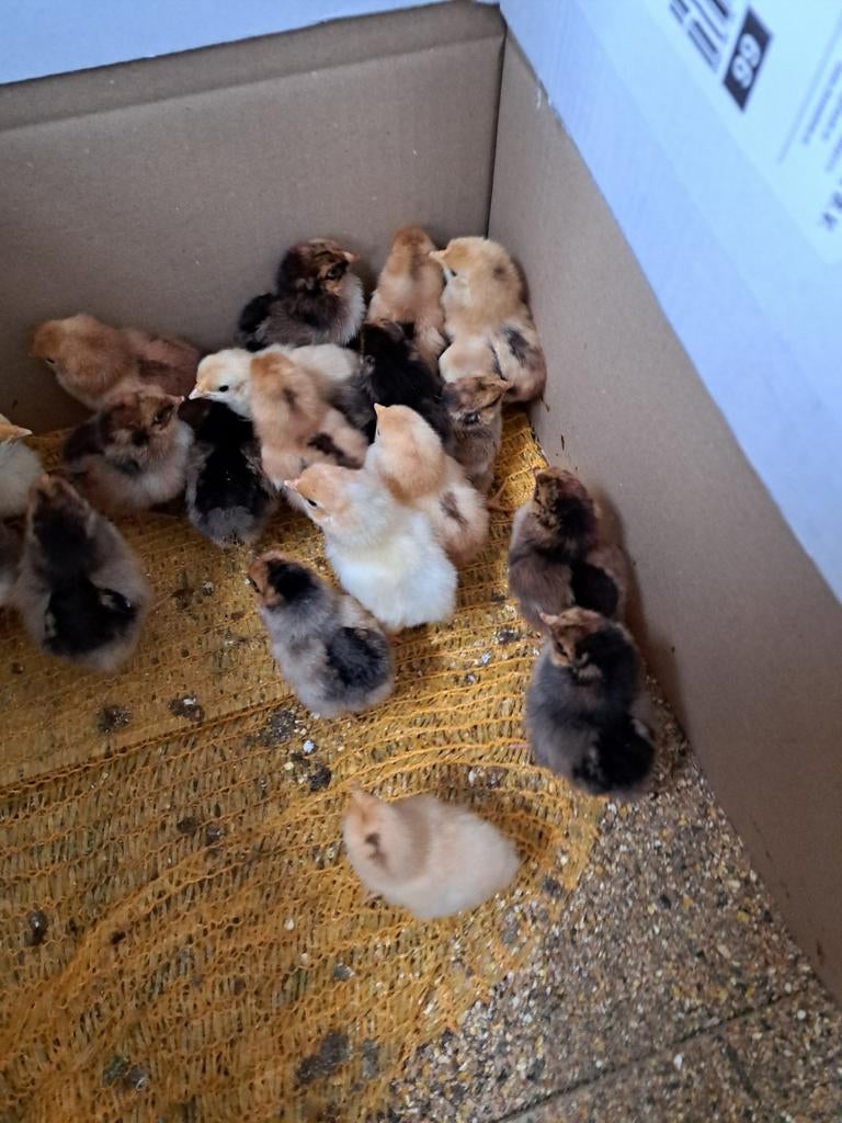 Te koop raszuivere wandotte krielkuikens., Geslacht onbekend, Kip