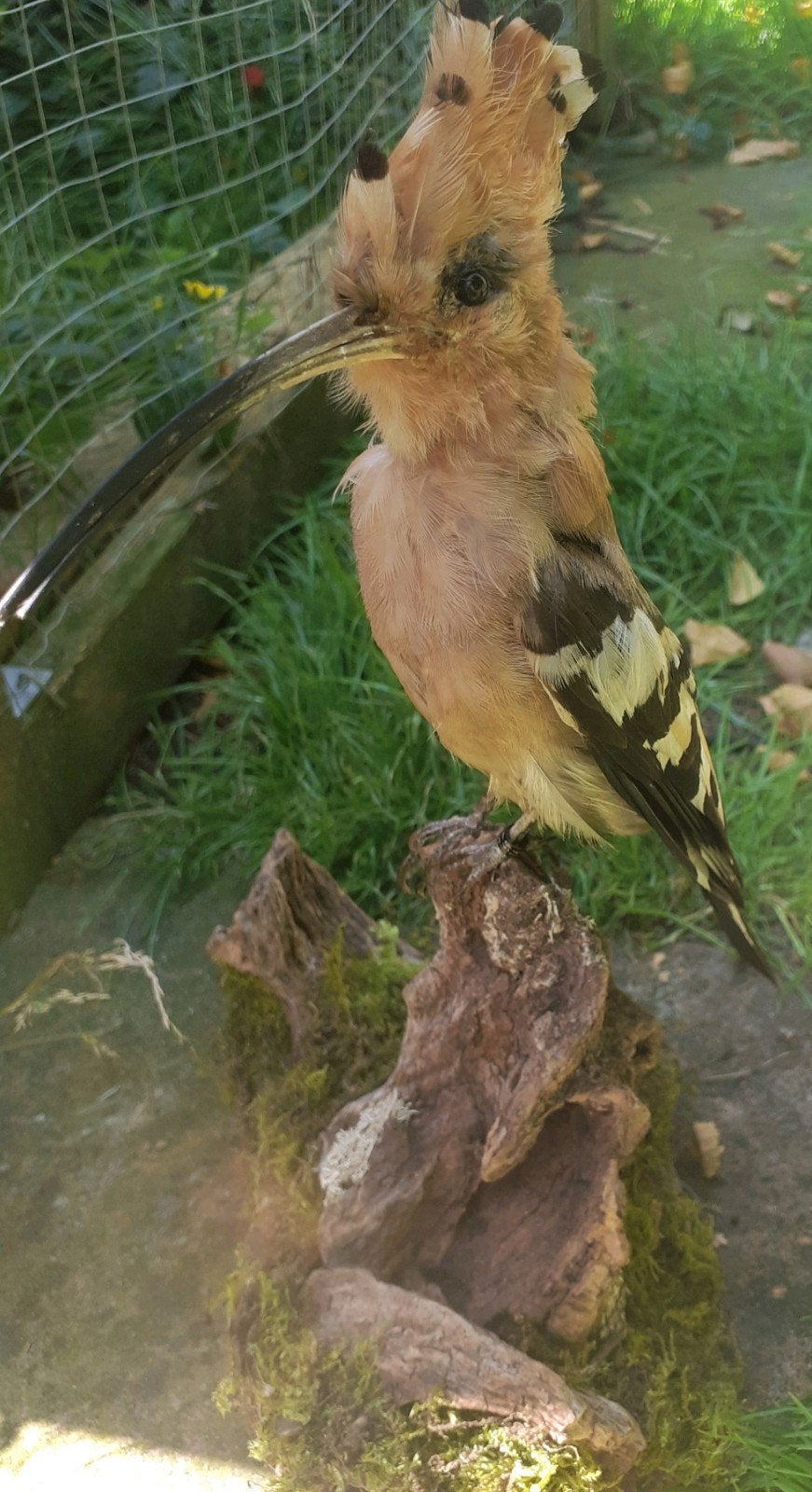 Recent opgezette Hop–vaste pootring& bewijs van herkomst, Ophalen of Verzenden, Nieuw, Vogel, Opgezet dier