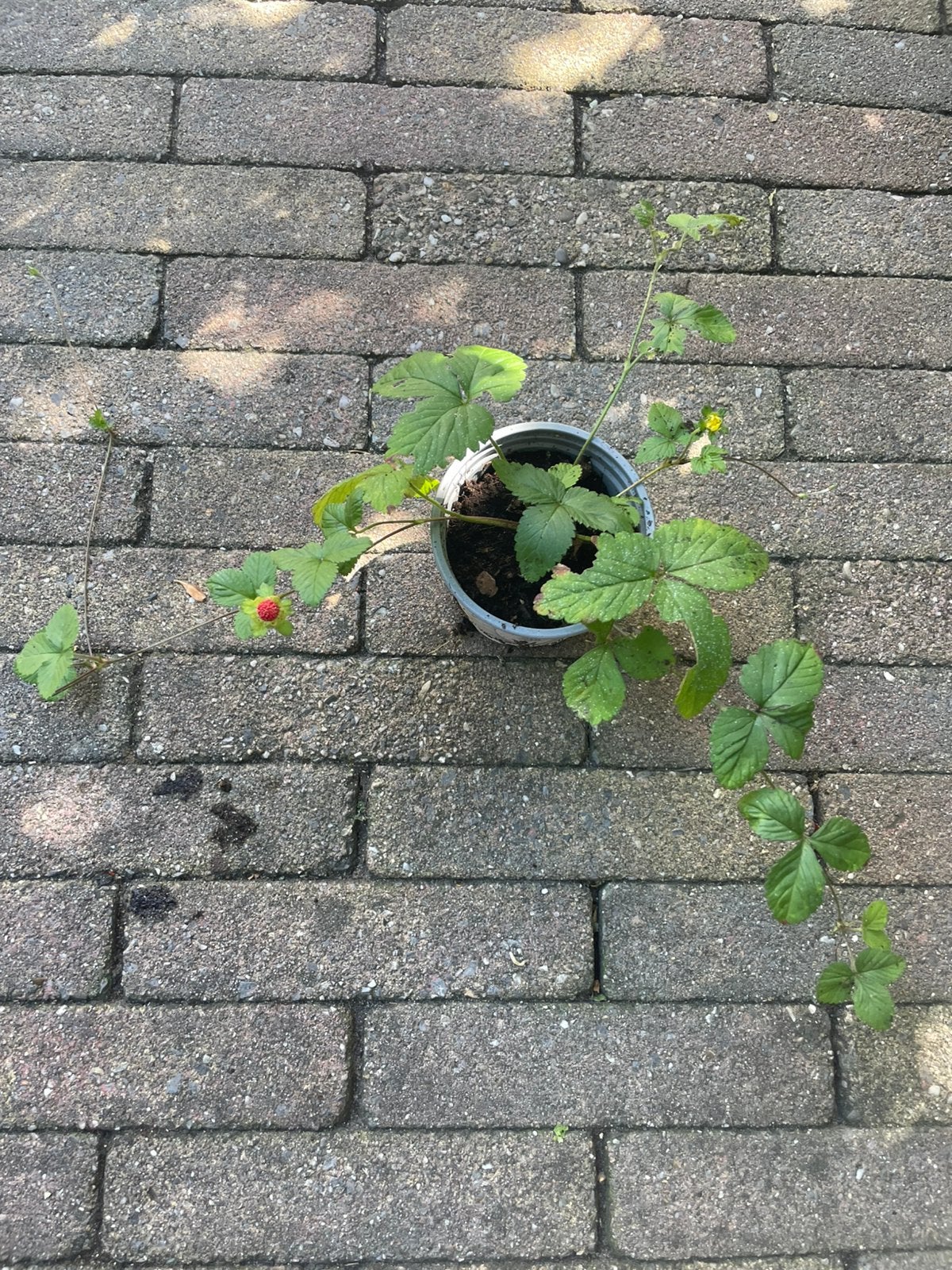 🌼🍓 Schijnaardbei potentilla indica gele bloem rode vrucht, Tuin en Terras, Ophalen, Bodembedekkers, Volle zon, Vaste plant