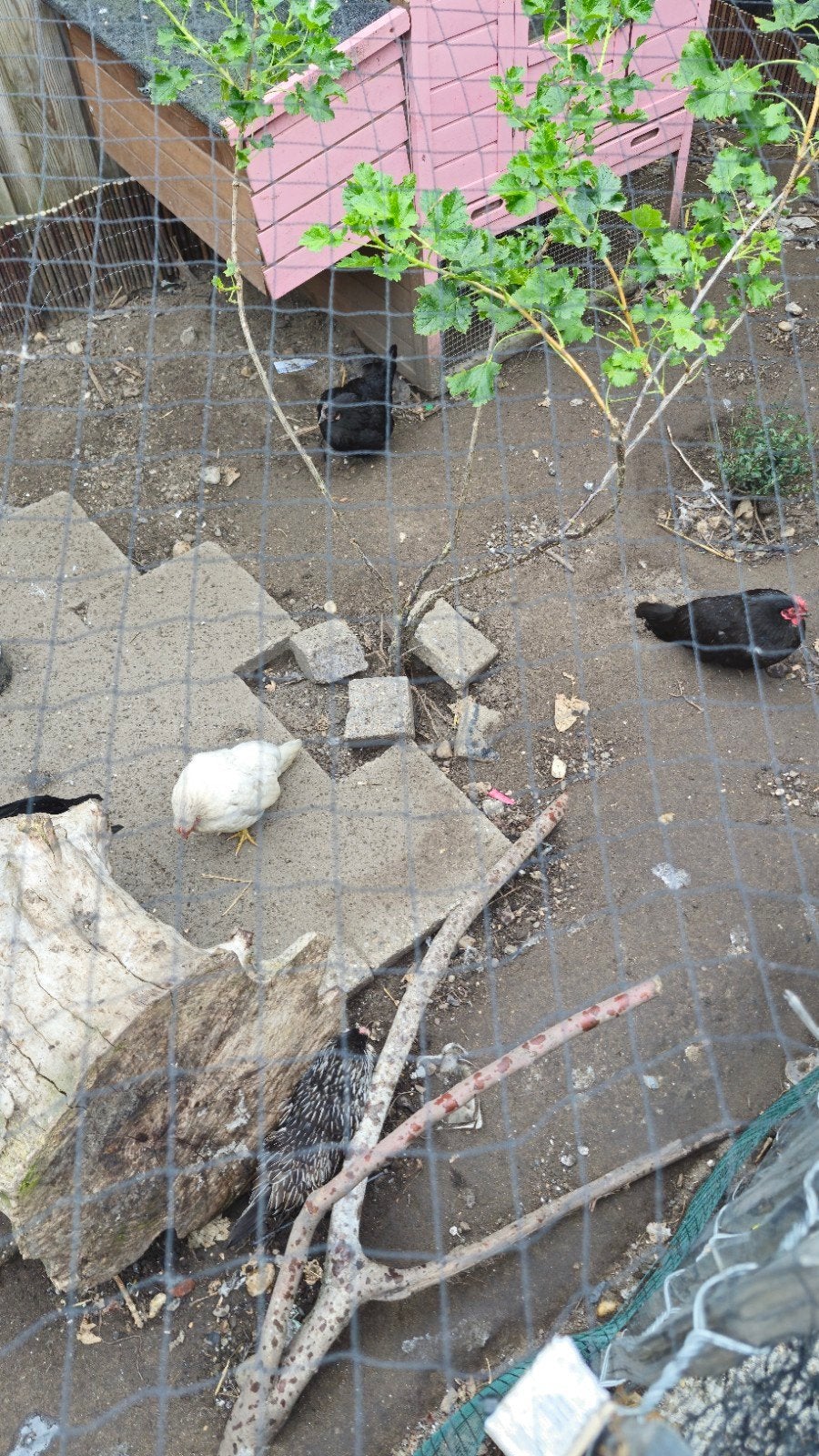 8 hennen en 1 haan kriel, Meerdere dieren, Kip
