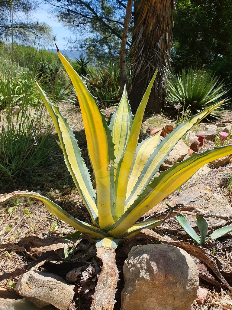 Agave americana Medio-picta  "Aurea ", Ophalen of Verzenden, Bloeit niet, Overige soorten, Volle zon