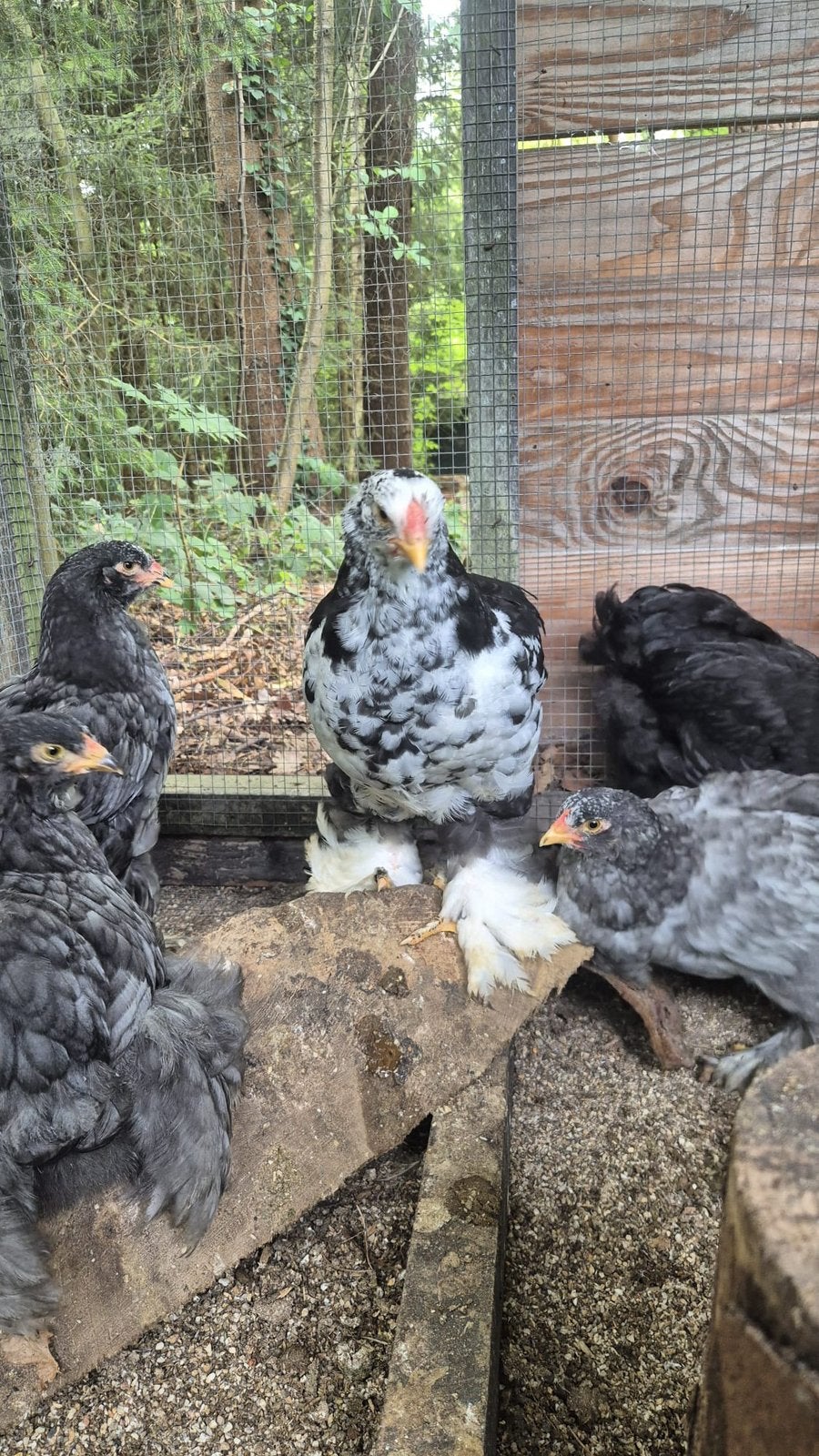 Prachtige grote brahma hanen van 7 weken., Dieren en Toebehoren, Mannelijk, Kip