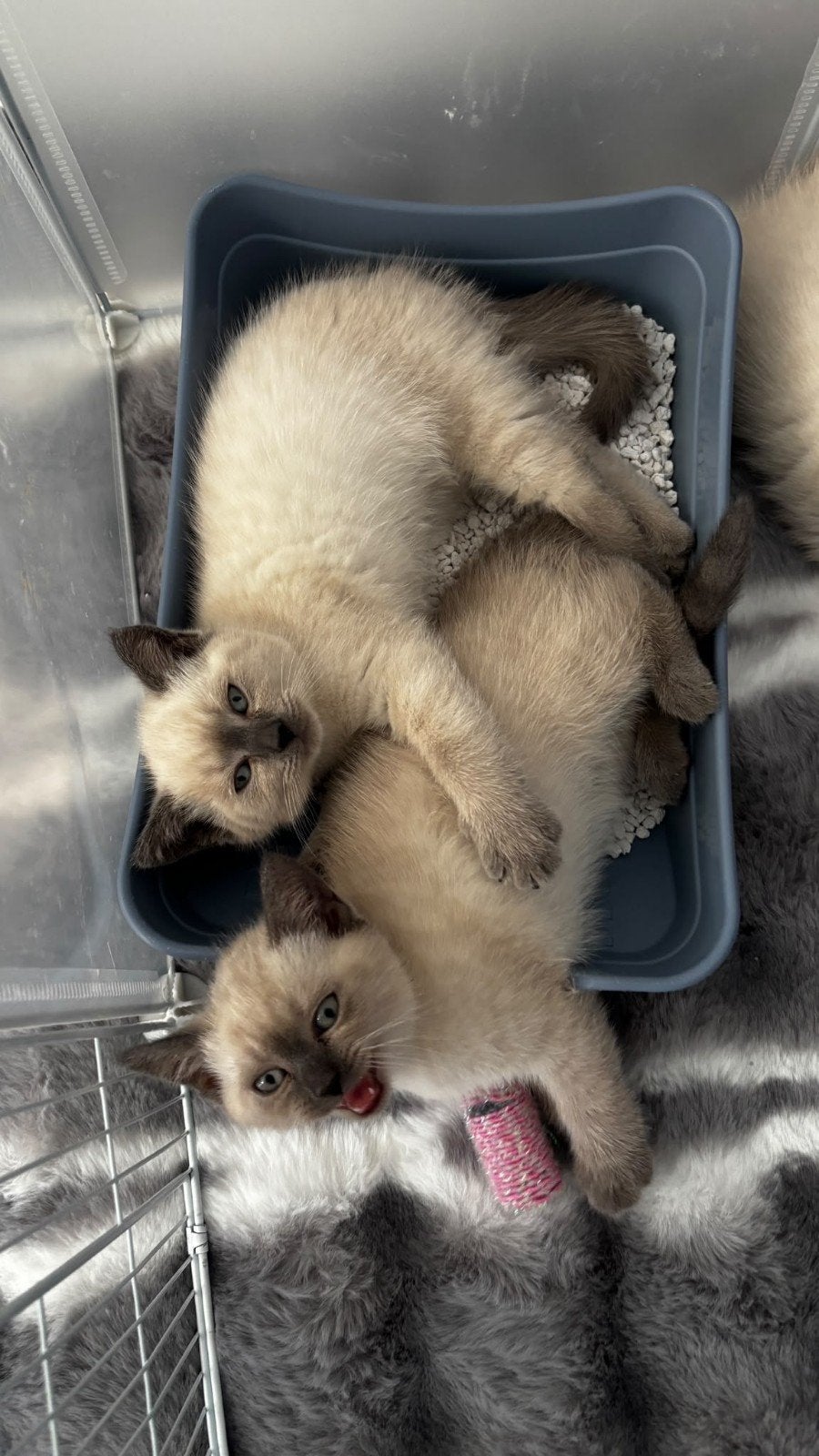 Prachtige Siamese Point Kittens Gezocht naar een Gouden Mand, Dieren en Toebehoren, Meerdere dieren, Ontwormd