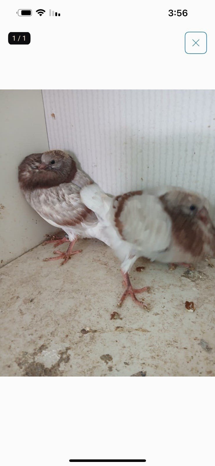 Tk 3 gelderse slenke duiven 3stuks rood zilver geringd, Dieren en Toebehoren, Meerdere dieren, Overige soorten