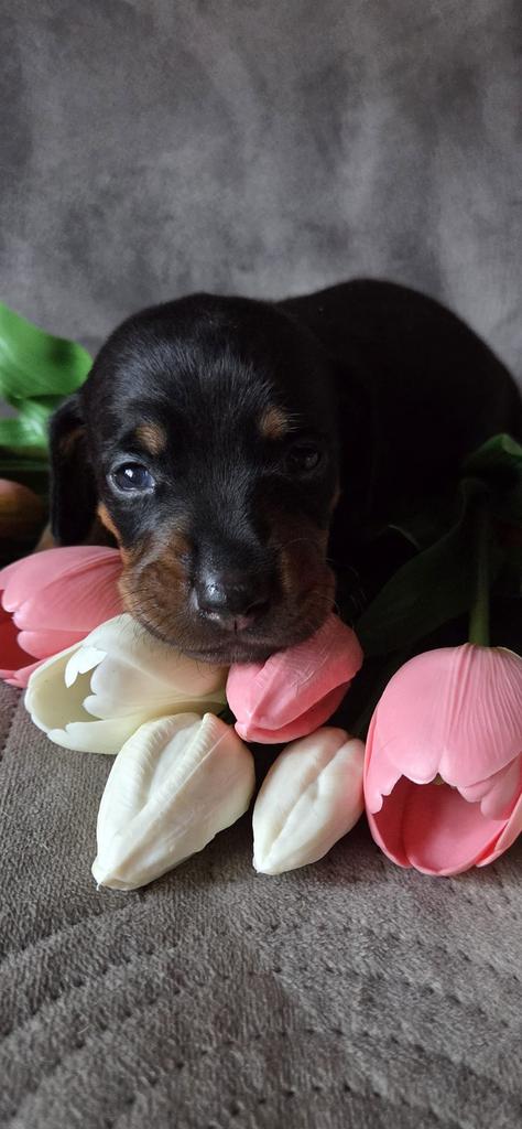 Dwerg teckel pup Reutje, Dieren en Toebehoren, Honden | Teckels en Dashonden, Parvo, Reu, 8 tot 15 weken, Korthaar