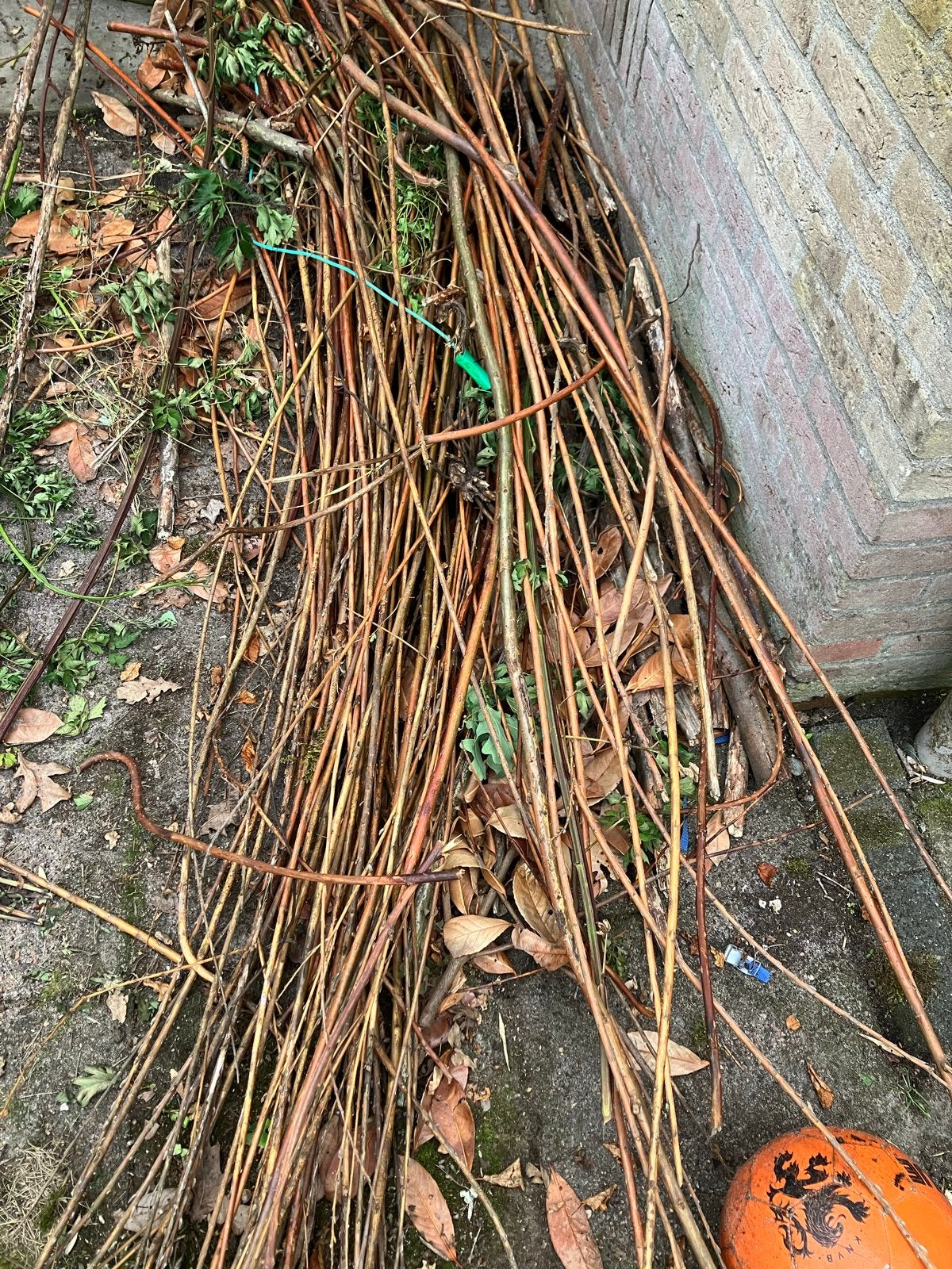 Gratis wilgentenen - Ideaal voor vlechtwerk of tuinprojecten, Tuin en Terras, Planten | Tuinplanten, Volle zon, Vaste plant, Bloeit niet