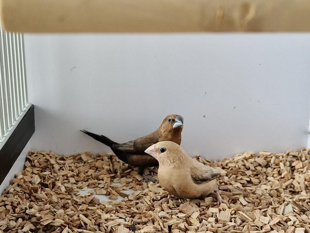 Japanse meeuw | Tropische vogels | Deskundig advies, Dieren en Toebehoren, Vogels | Overige Vogels, Meerdere dieren, Tropenvogel