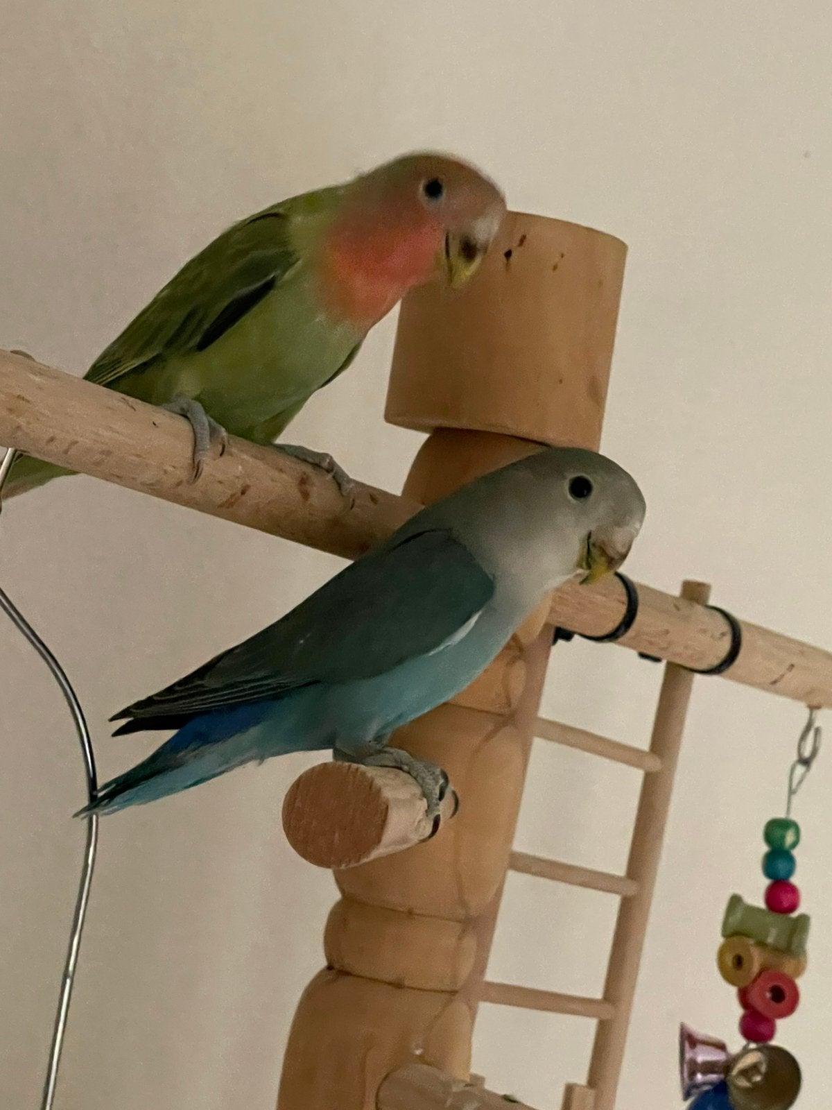 Prachtige Agapornis Dwergpapegaai Handtam Diverse Kleuren, Meerdere dieren, Dwergpapegaai of Agapornis, Tam