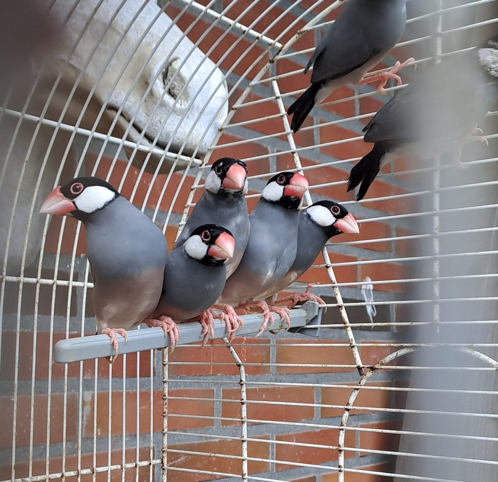 Rijstvogels wildkleur, Dieren en Toebehoren, Meerdere dieren, Wildzangvogel