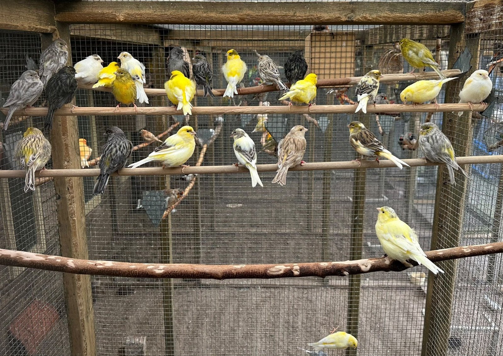 verschillende kleuren kanaries, Meerdere dieren, Kleurkanarie