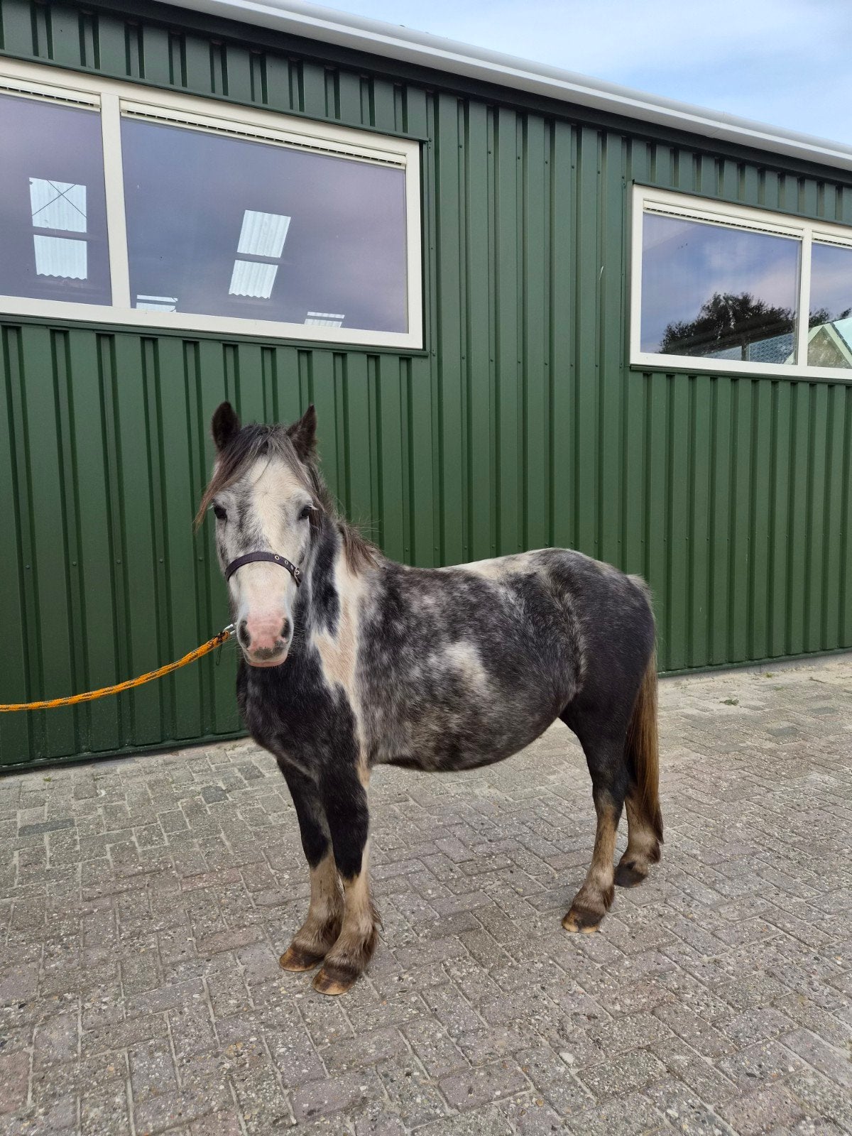 leuke b pony, Ruin, Zadelmak, B pony (1.17m tot 1.27m), 3 tot 6 jaar