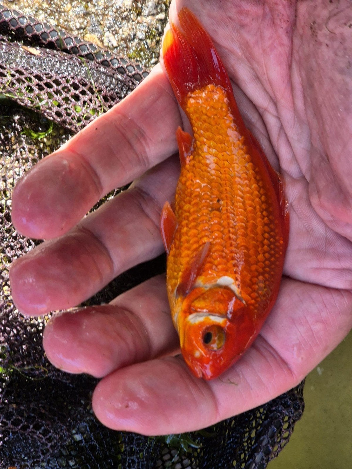 Sarasa goudvis., Goudvis(sen)