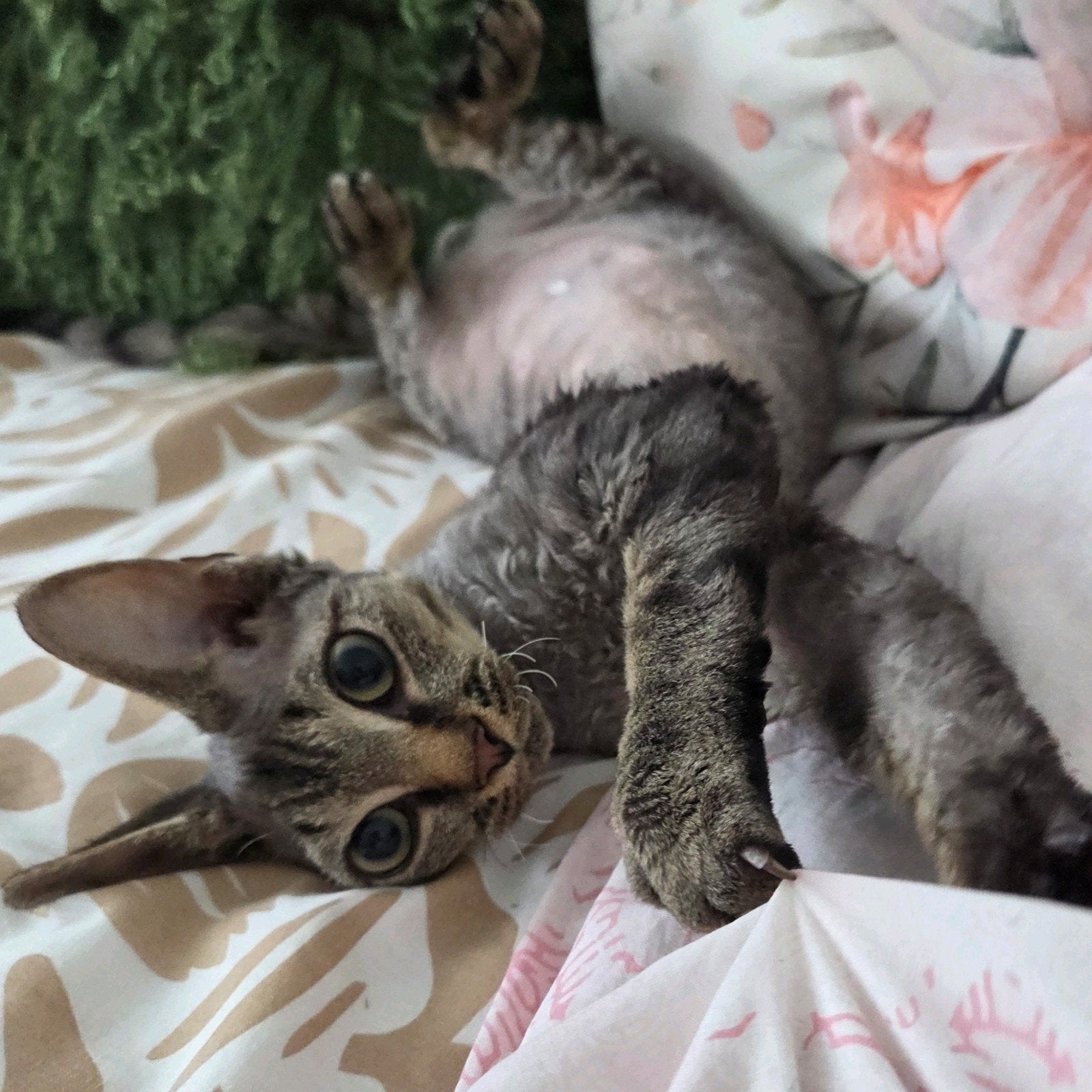 Devon Rex kittens 1600E, Meerdere dieren, Gechipt, 0 tot 2 jaar