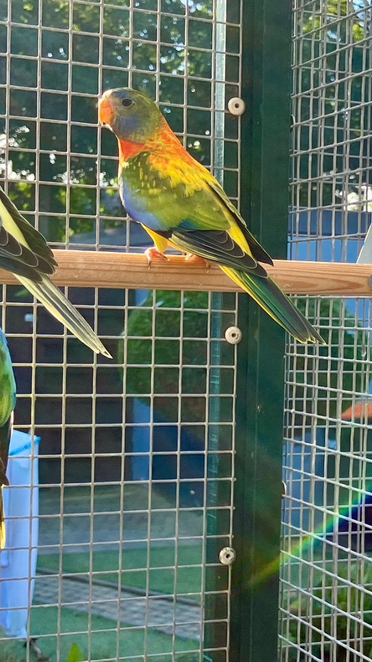 Splendid opaline violet agua man, aug’26, Dieren en Toebehoren, Mannelijk, Parkiet
