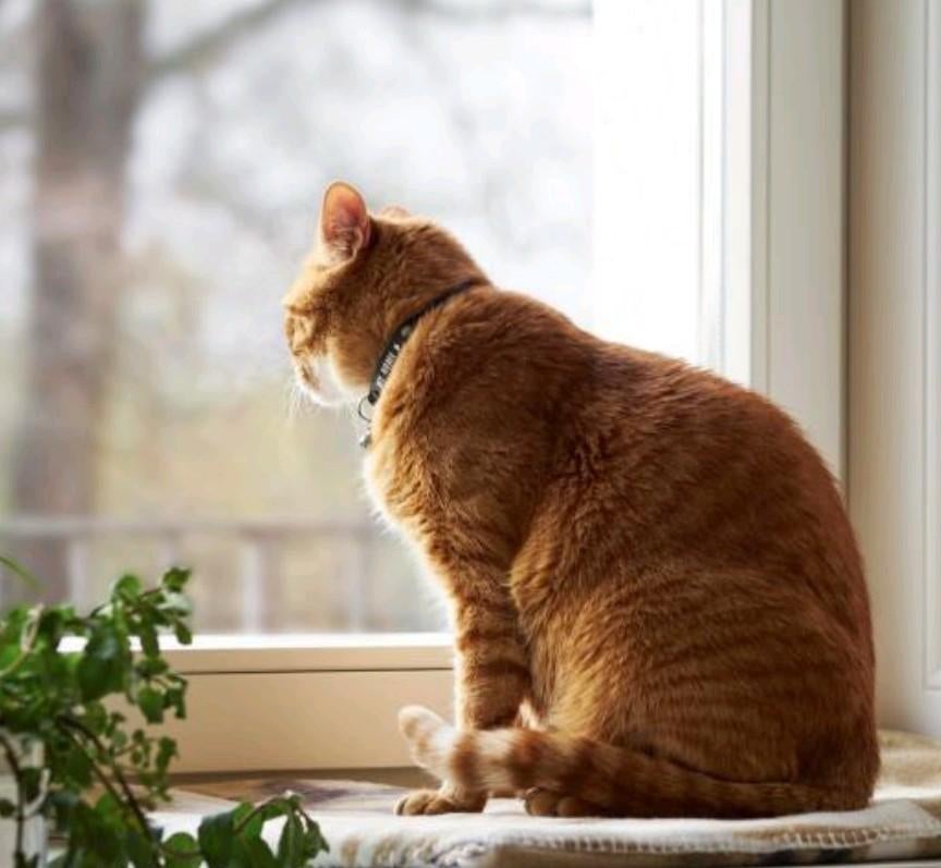 Kattenoppas Hoofddorp, Dieren en Toebehoren, Katten-accessoires, Ophalen of Verzenden