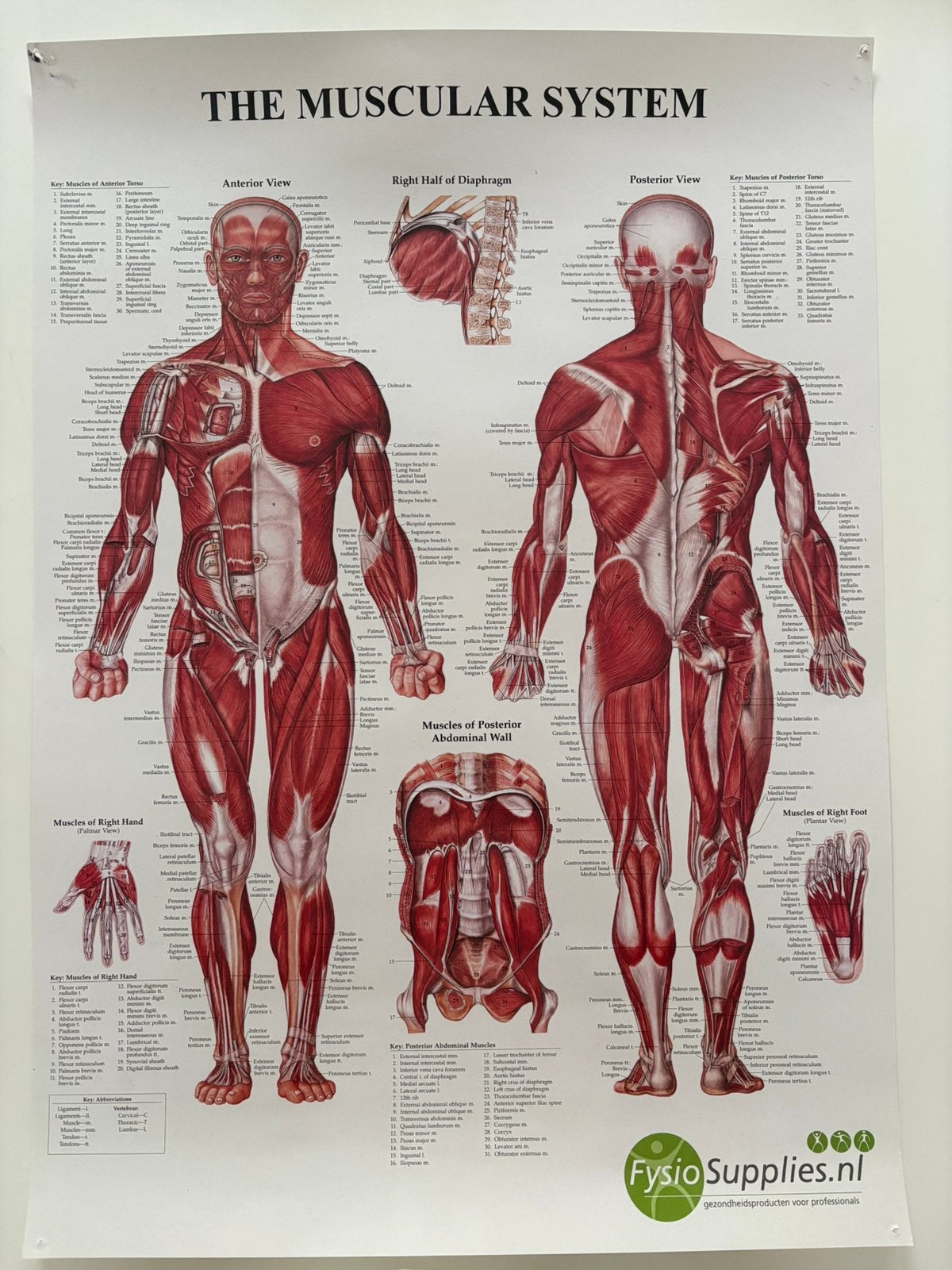 Anatomie Poster 50*70 muscular system fysio supplies, Verzamelen, Ophalen, Zo goed als nieuw, A1 t/m A3, Sport