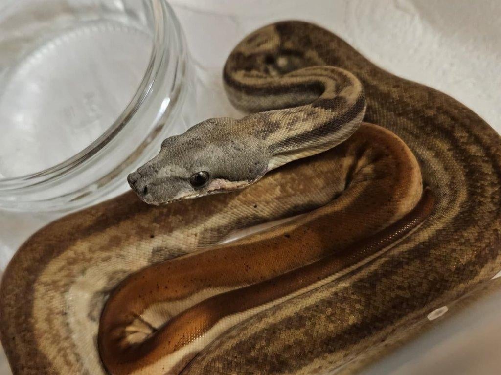 Boa Hypo Motley Jungle  66% VPI 66% leopard, Slang, 0 tot 2 jaar