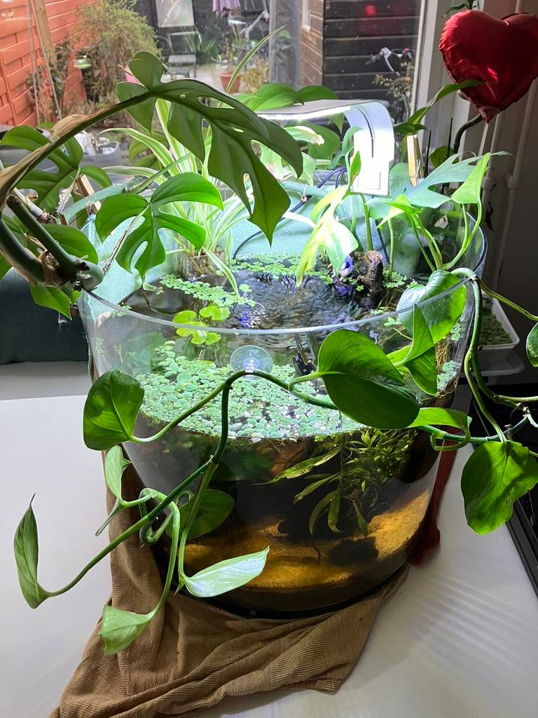 Prachtig rond ingedraaid aquarium " Betta Pool", Dieren en Toebehoren, Vissen | Aquaria en Toebehoren, Ophalen of Verzenden, Zo goed als nieuw