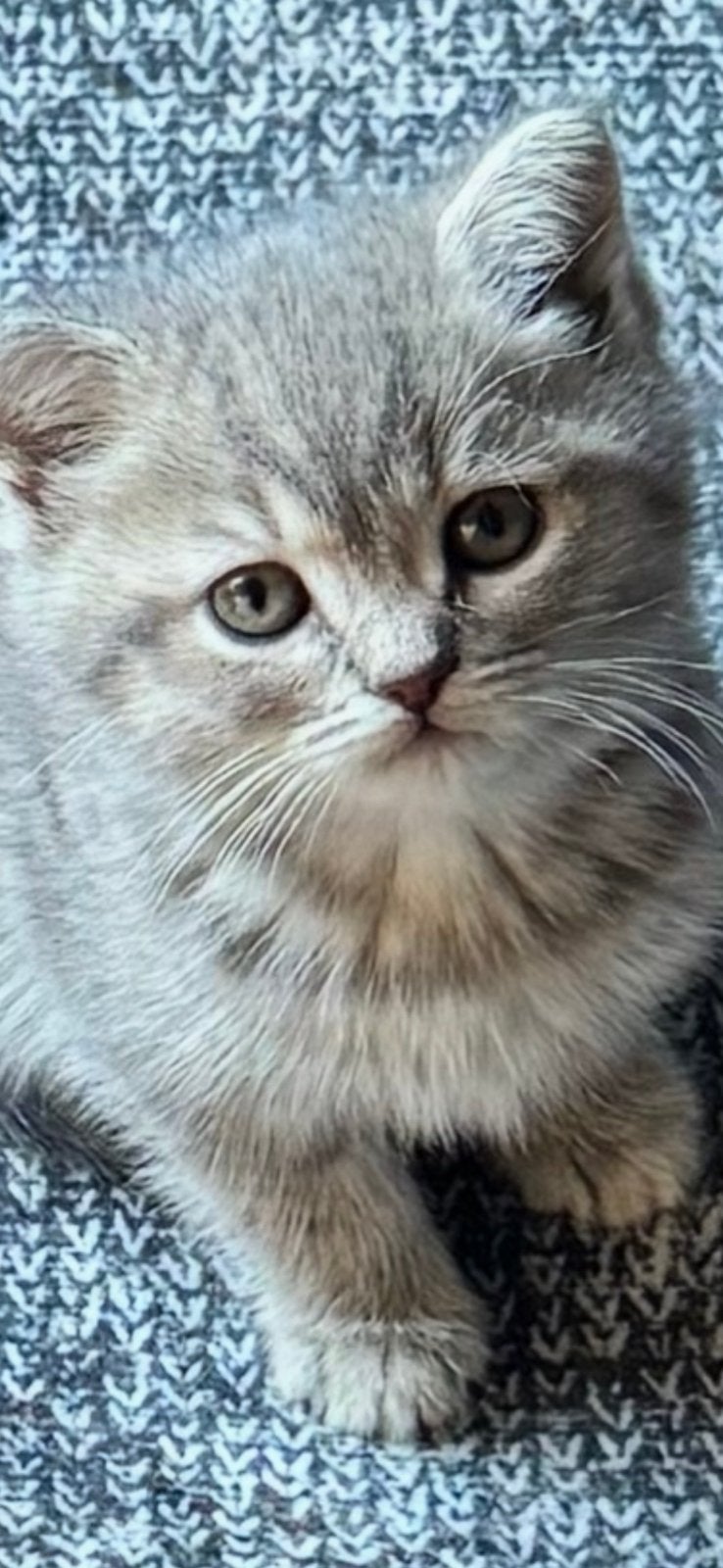 Raszuiver Britse Korthaar kittens mogen verhuizen 🔥🔥, Meerdere dieren, Ontwormd
