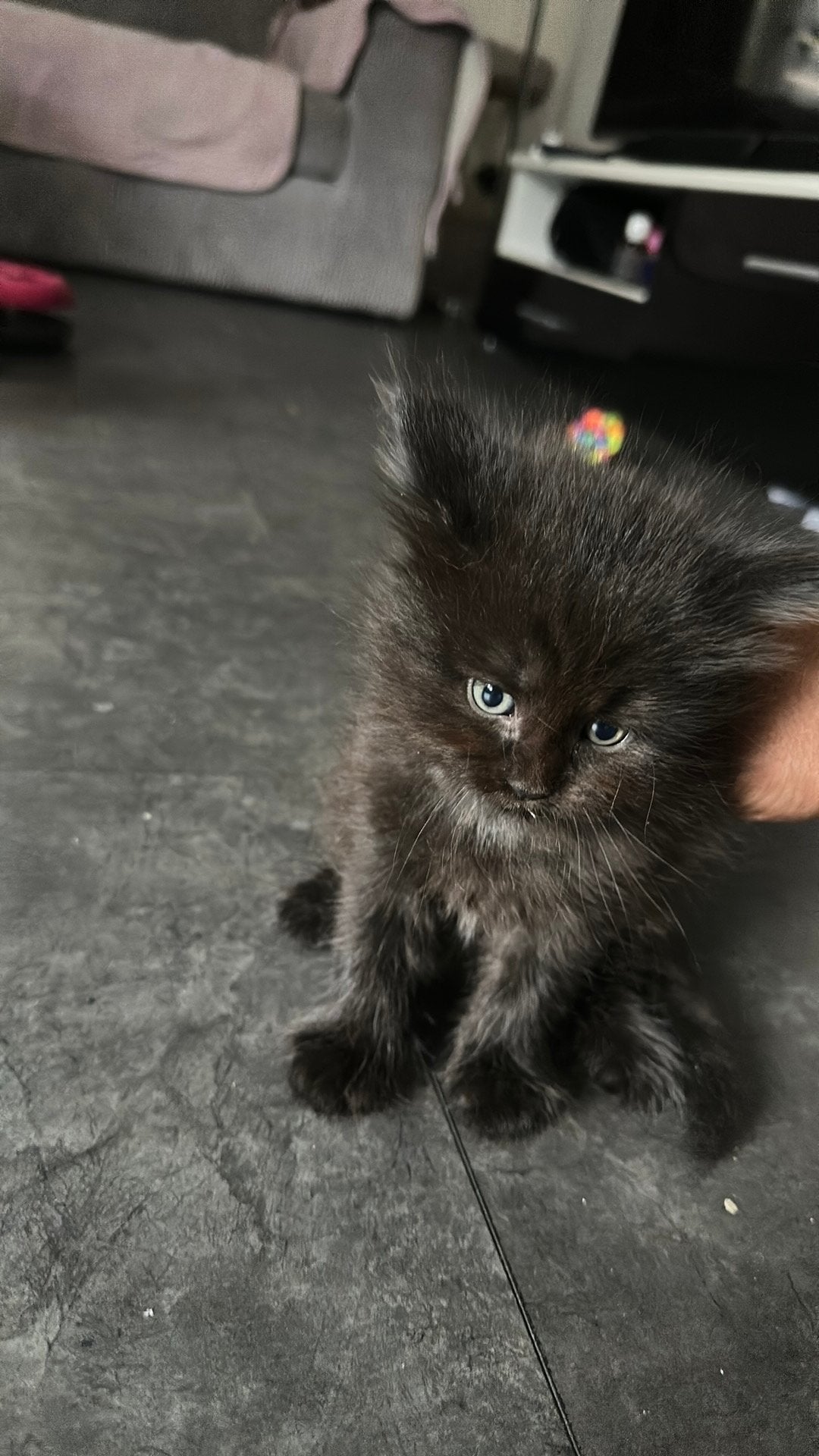 Ragdoll kittens, Meerdere dieren