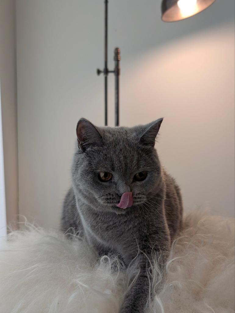 British Shorthair - 1 year old - Male, Dieren en Toebehoren