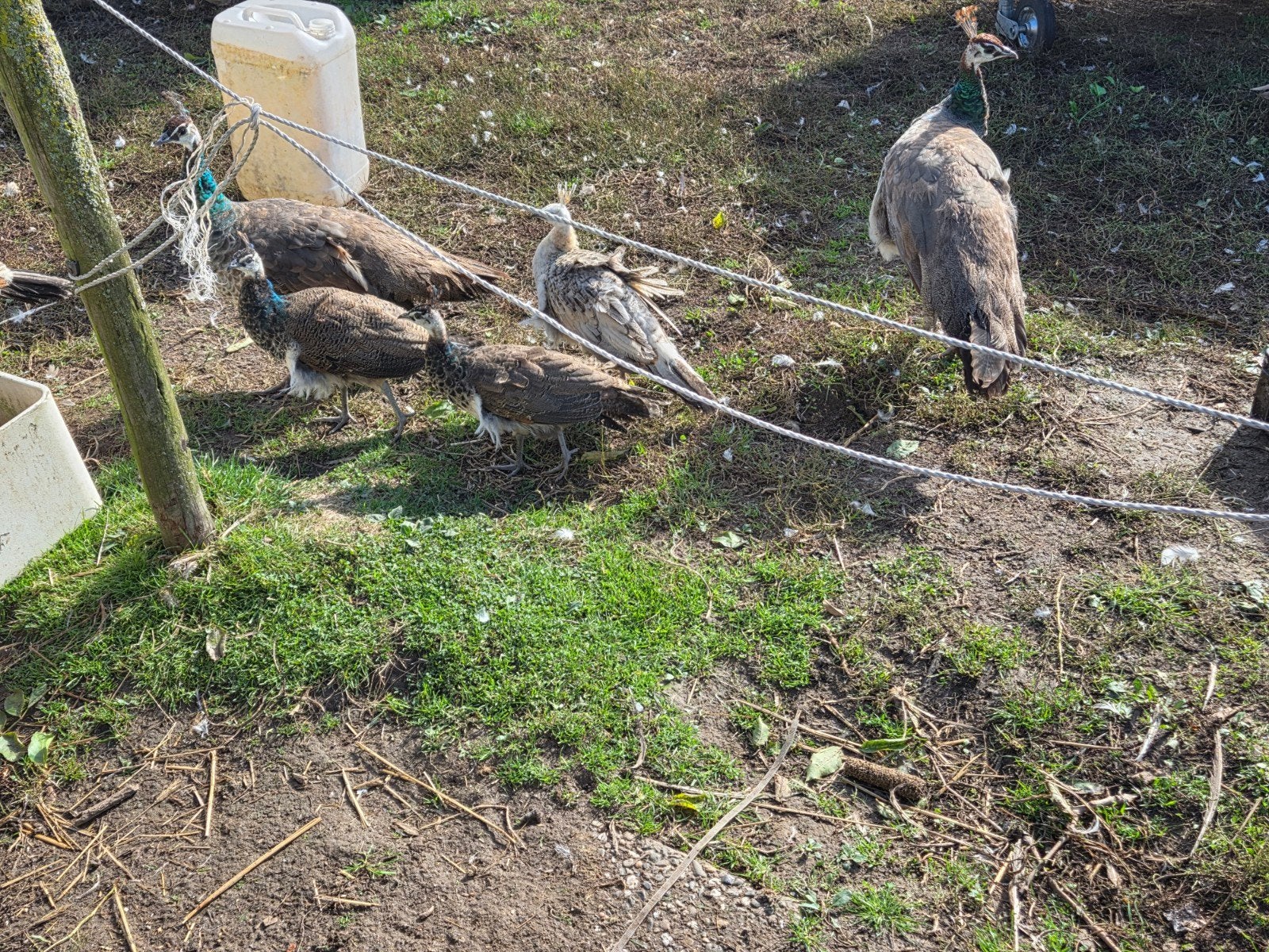 2 koppels jonge pauwen, Dieren en Toebehoren