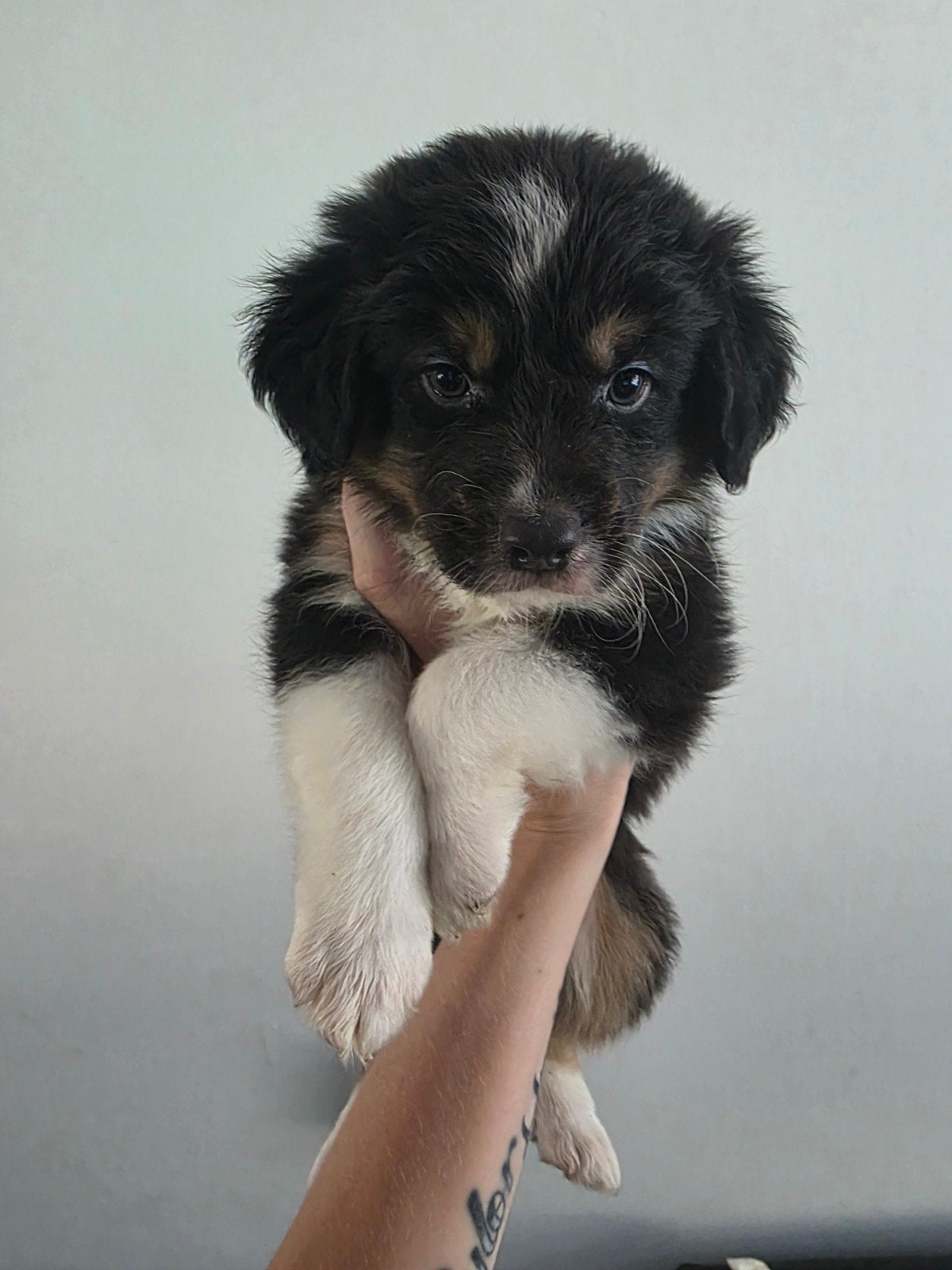 Australian shepherd x bernersennen  pups, Reu, 8 tot 15 weken, Parvo, Meerdere
