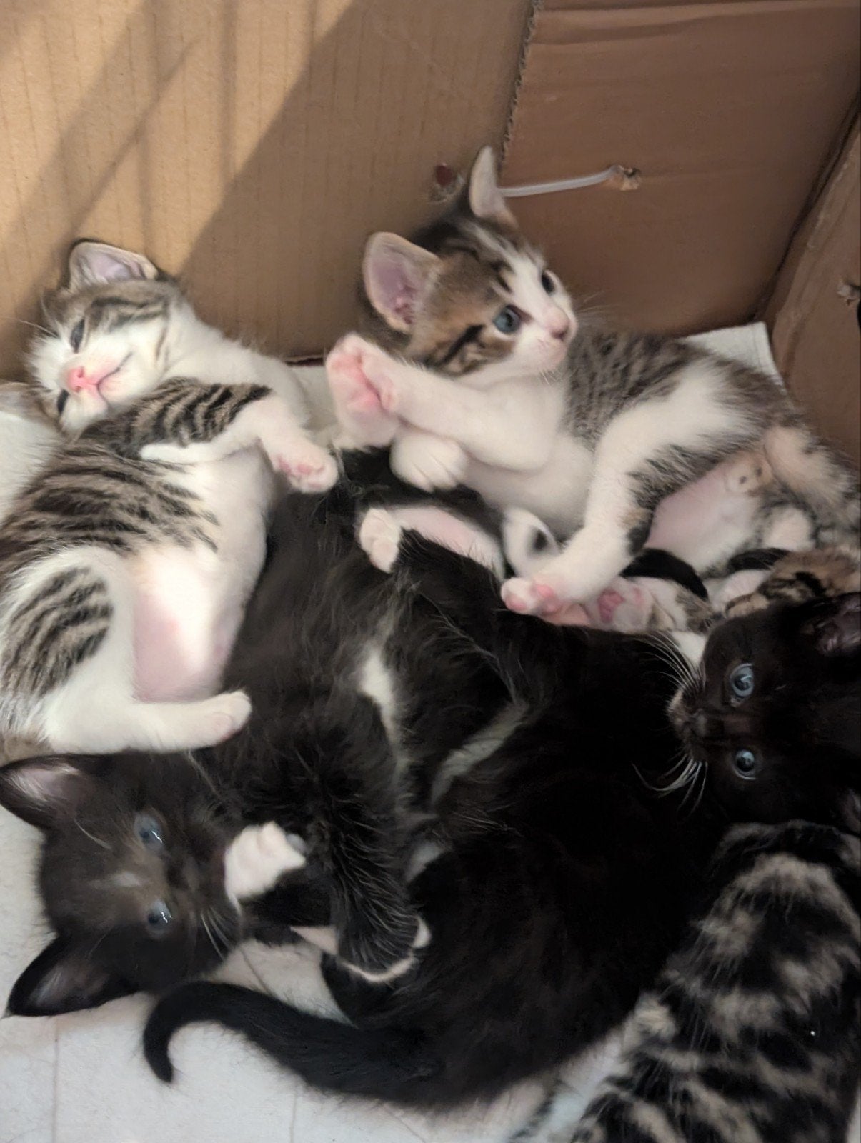 Noorse Boskat x kittens, Meerdere dieren