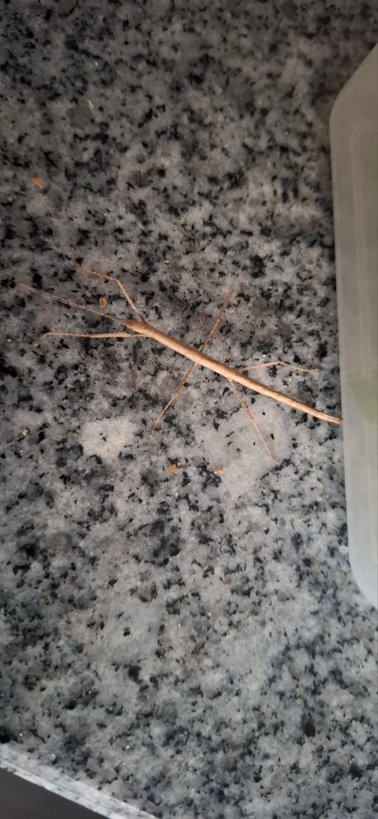 Indische wandelende takken, Wandelende tak