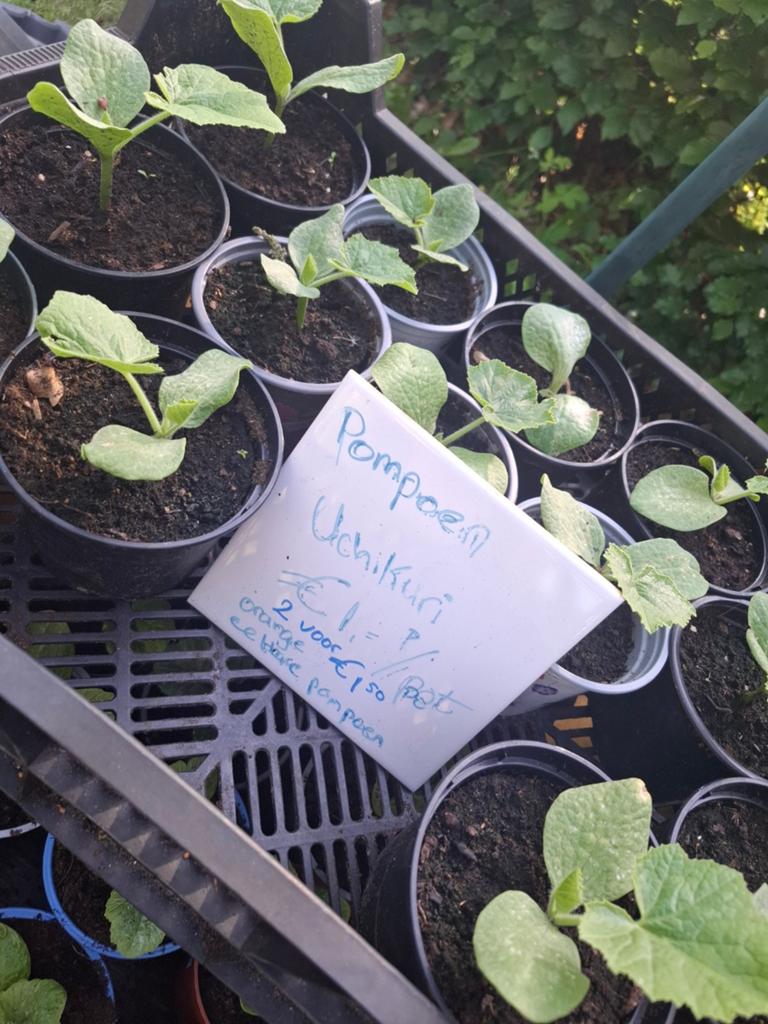 Pompoen uchi kuri, Tuin en Terras, Ophalen, Volle zon