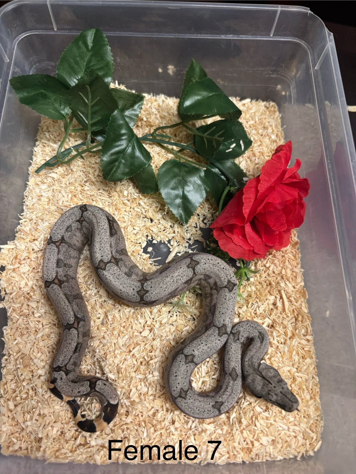 Baby amarali boa ‘26 Boa Constrictor photo 3